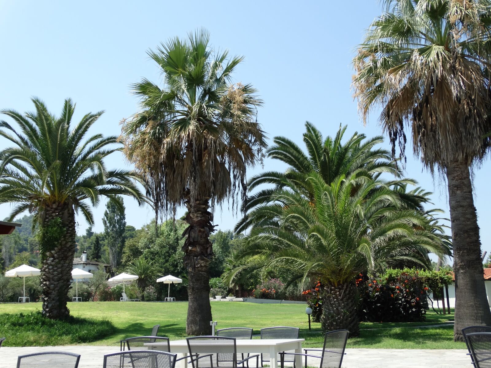Sony Cyber-shot DSC-HX300 sample photo. Palm trees, terrace, great photography