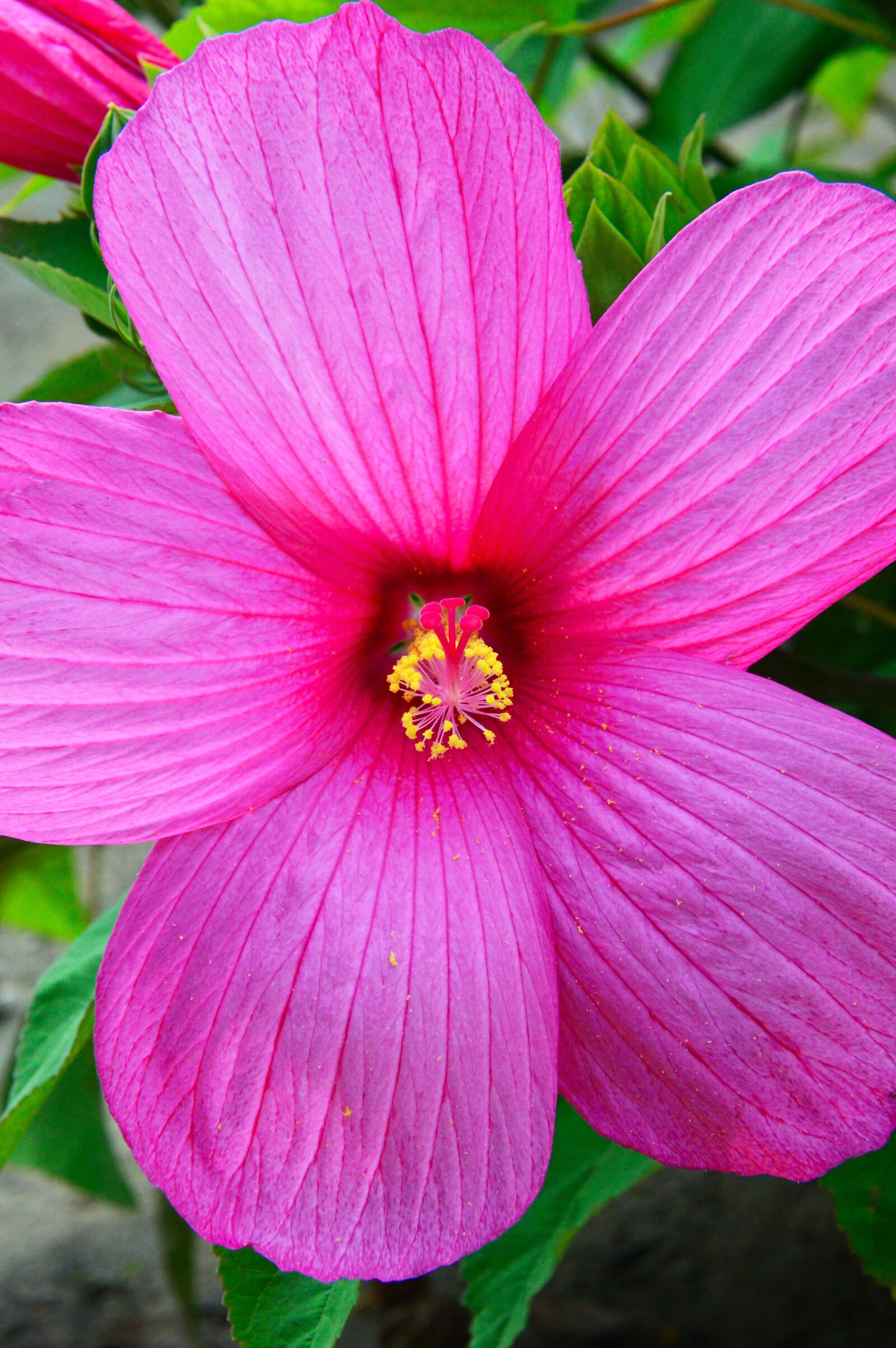 Nikon D3200 sample photo. Purple, pink, hibiscus photography