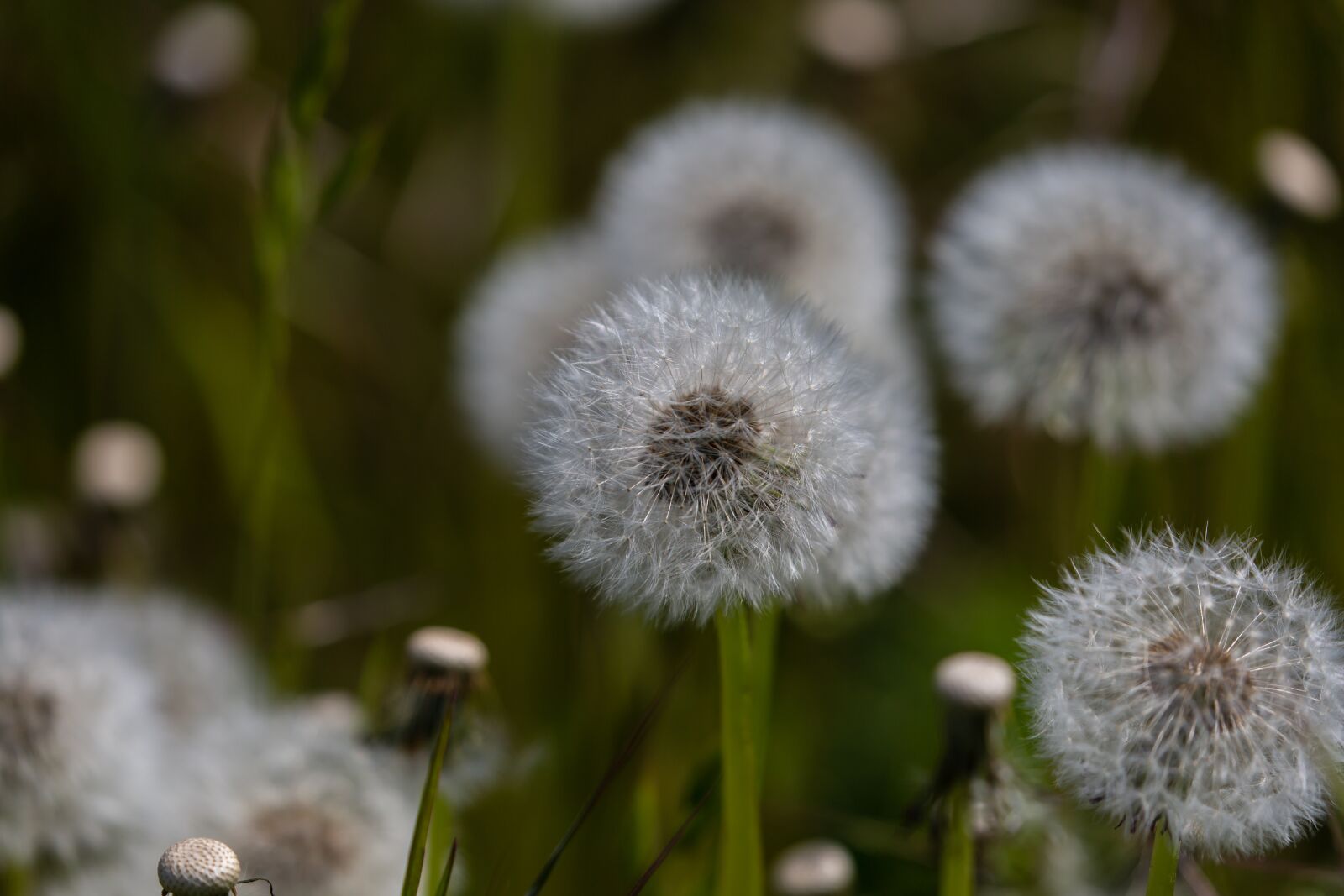 Canon EOS 5D Mark III sample photo. Dandelion clock, dandelion seeds photography