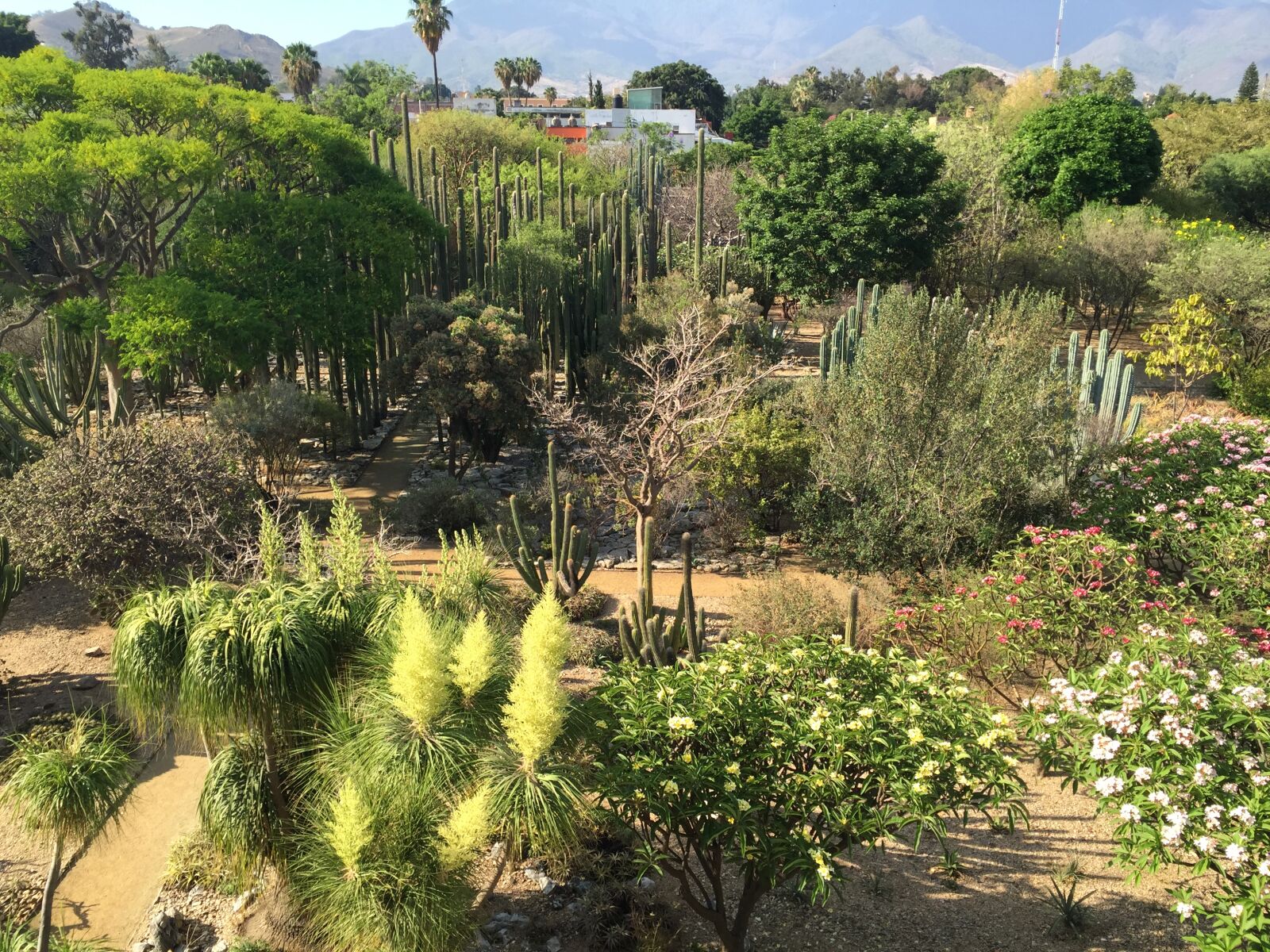 Apple iPhone 6 sample photo. Garden, plant, jardin photography
