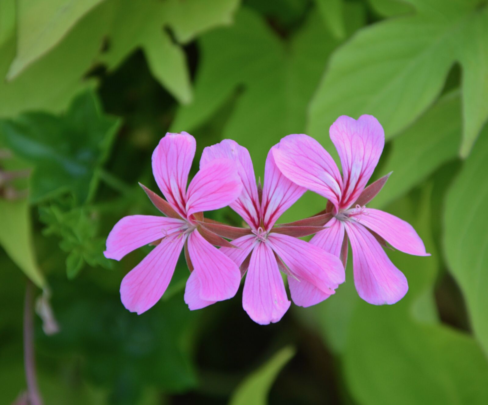 Nikon D5200 sample photo. Pink flowers, geranium simple photography