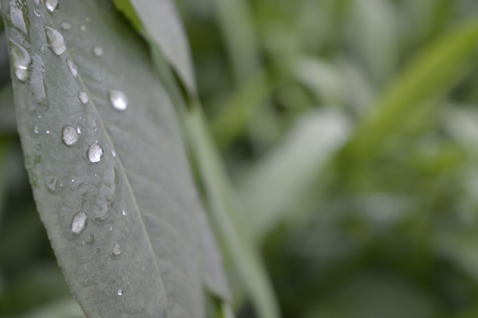 Nikon D5200 sample photo. Leaf, water, dew photography
