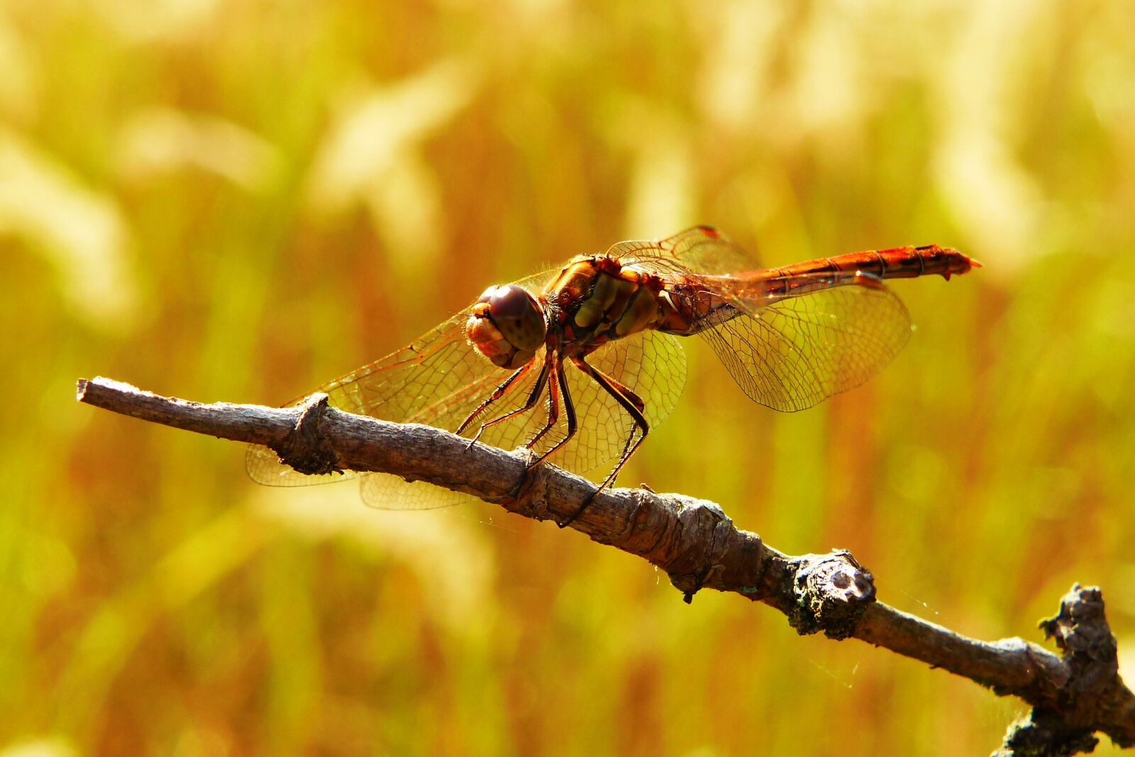 Panasonic Lumix DMC-FZ200 sample photo. Szablak blood, tom, insect photography