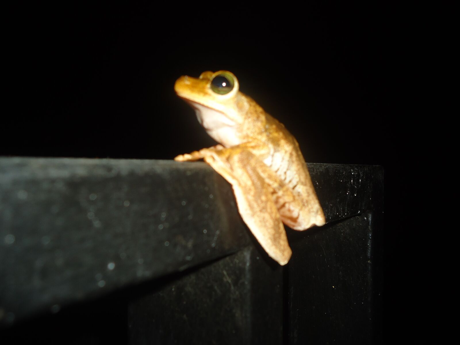 Sony Cyber-shot DSC-W320 sample photo. Nature, frog, night photography