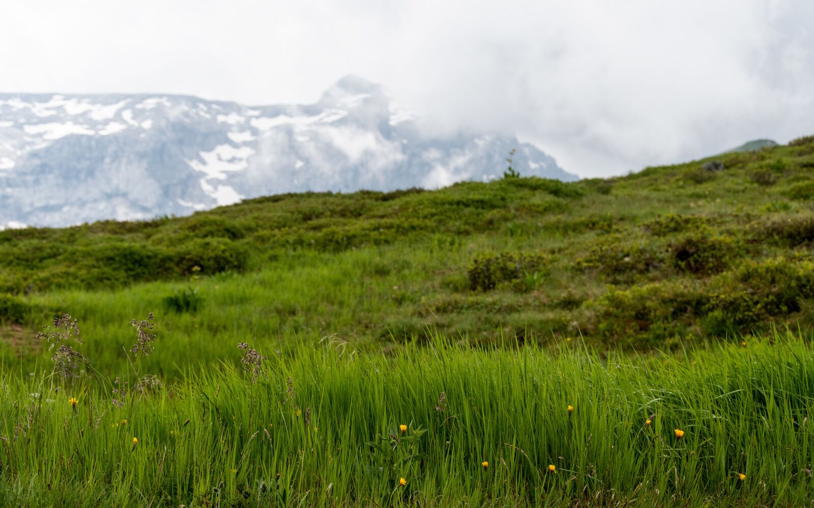 Nikon D500 sample photo. The alps, mountains, grass photography