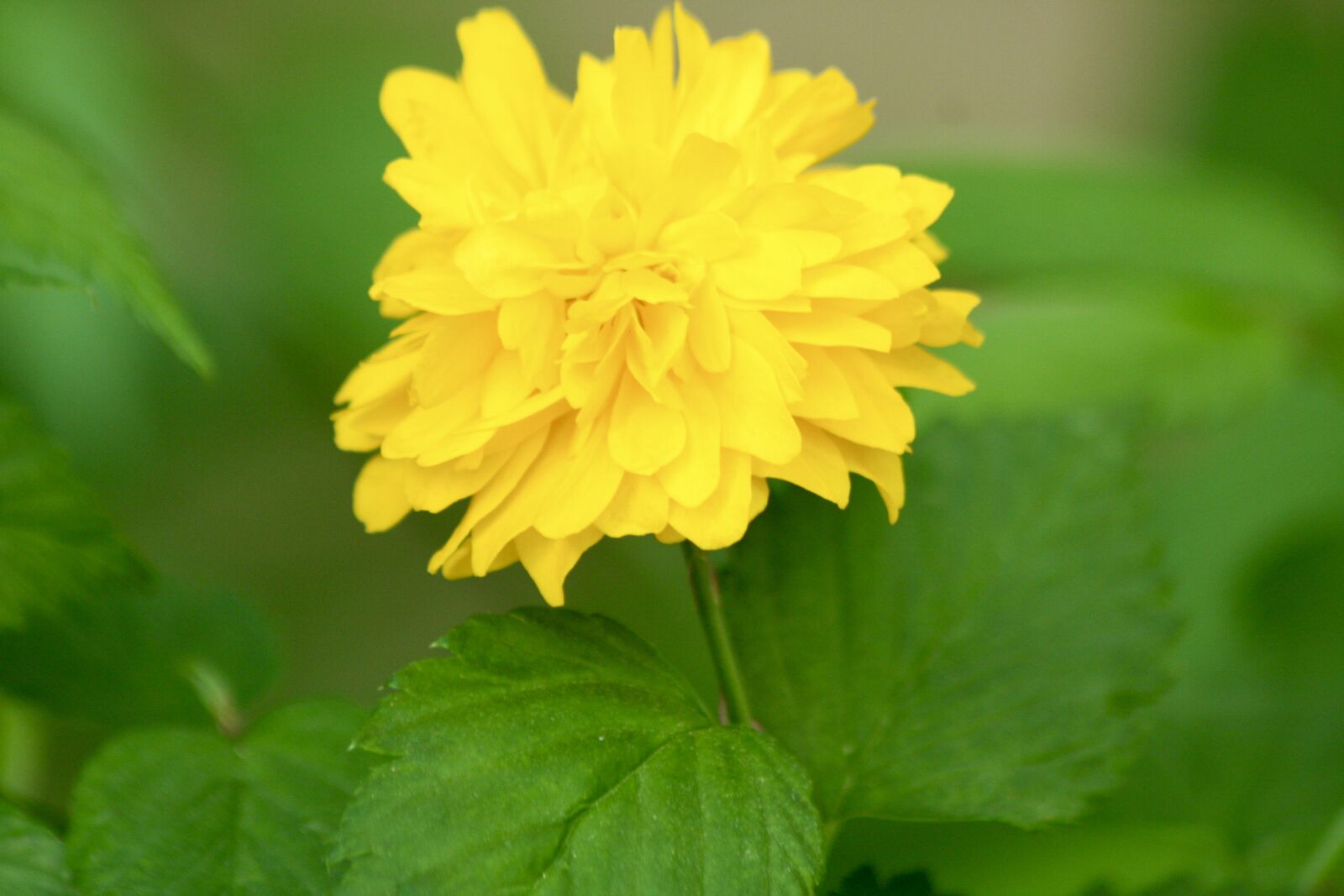 Canon EOS 40D sample photo