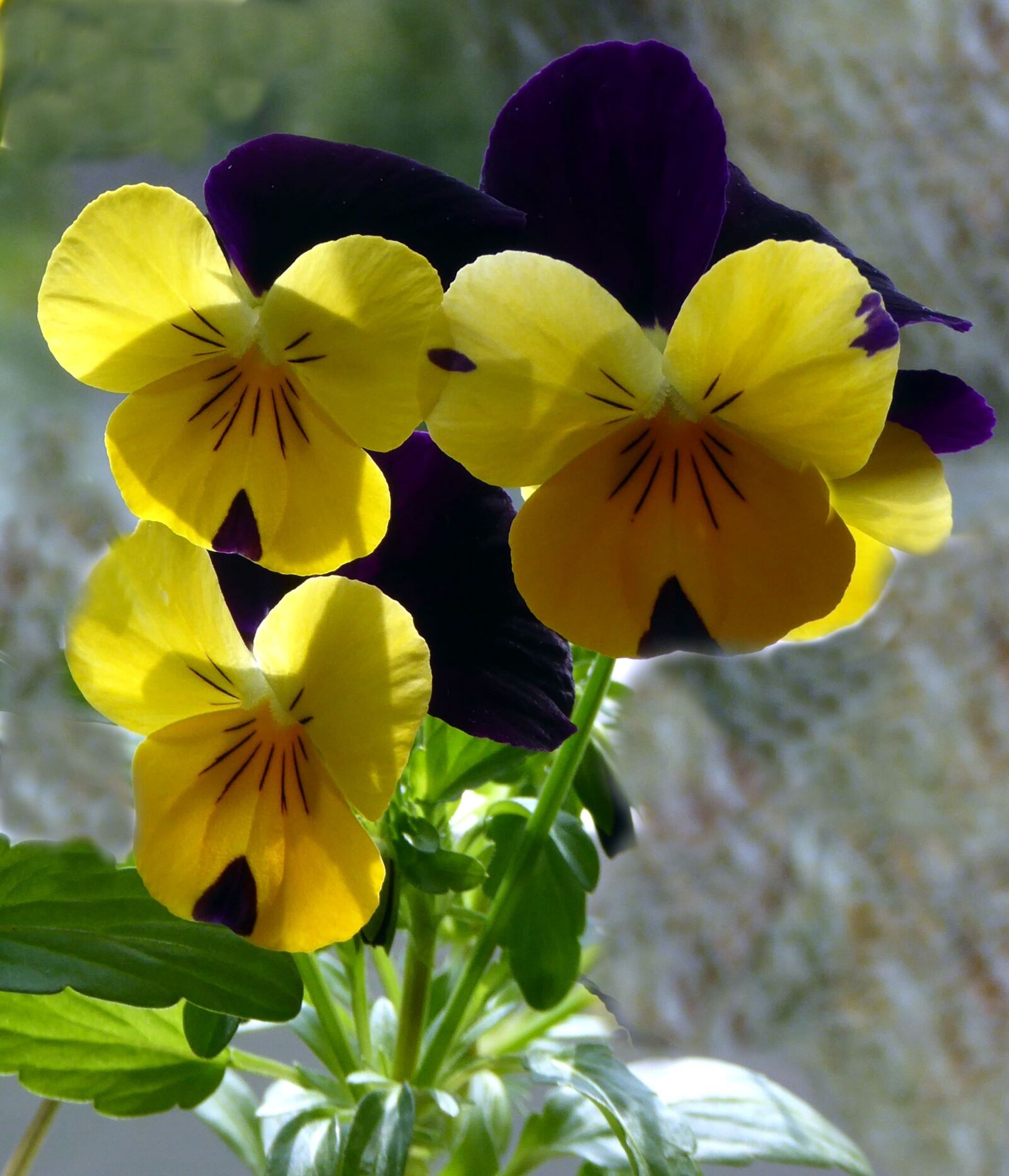 Panasonic DMC-TZ61 sample photo. 400–500, spring, close up photography