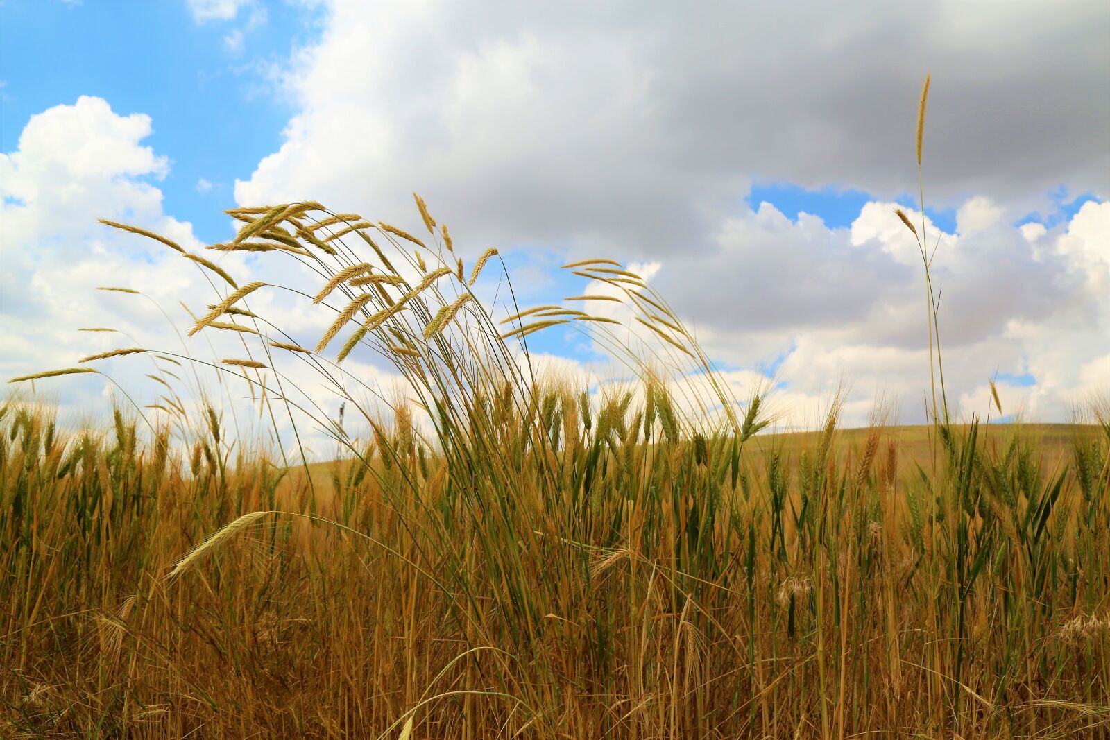 Canon EOS 5D Mark III sample photo. Grain, nature, herbs photography