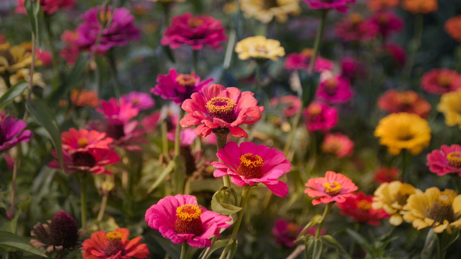 Canon EOS 200D (EOS Rebel SL2 / EOS Kiss X9) sample photo. Zinnias, composites, flower photography