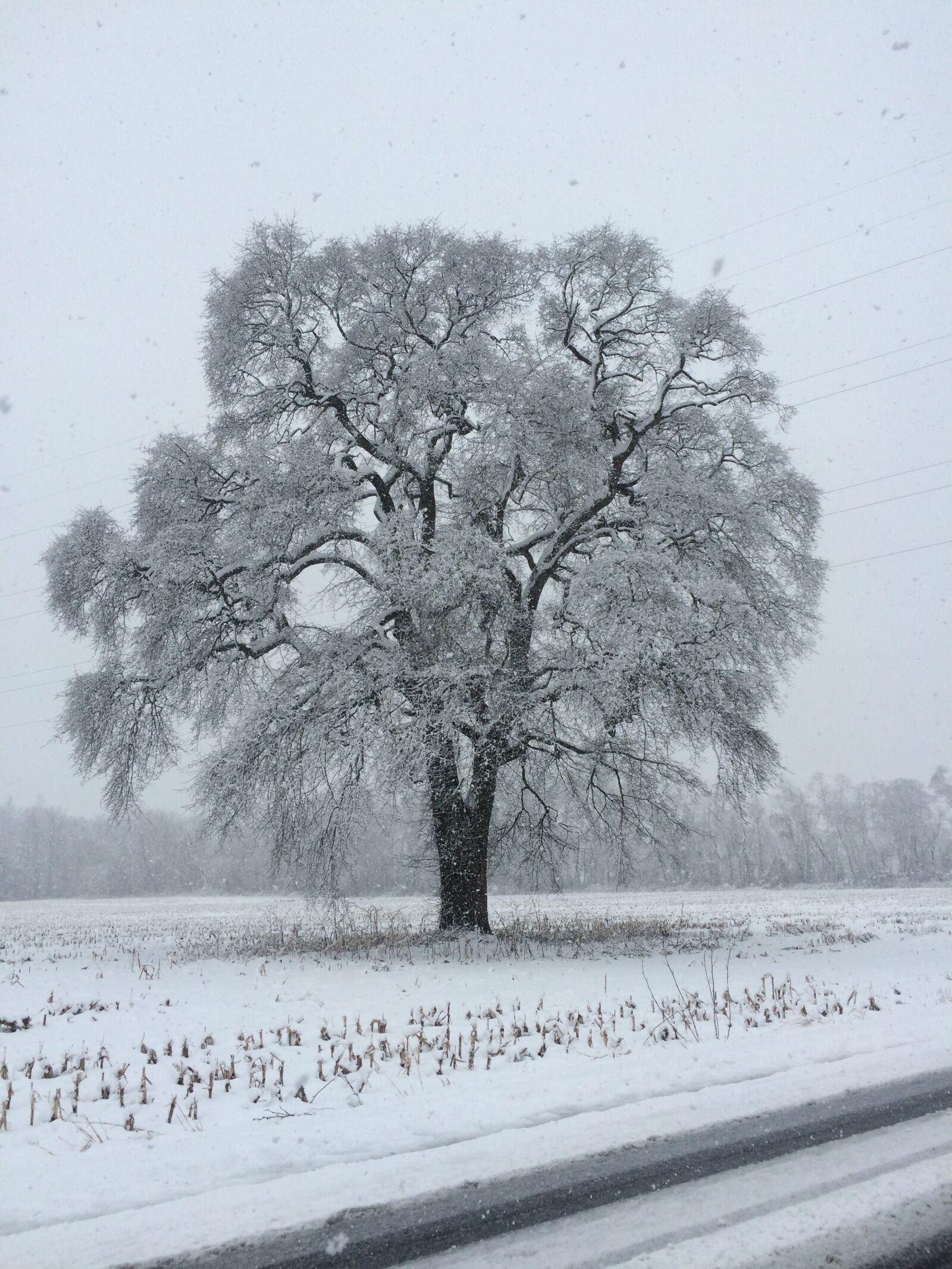 Apple iPhone 5s sample photo. Snow, tree, winter photography