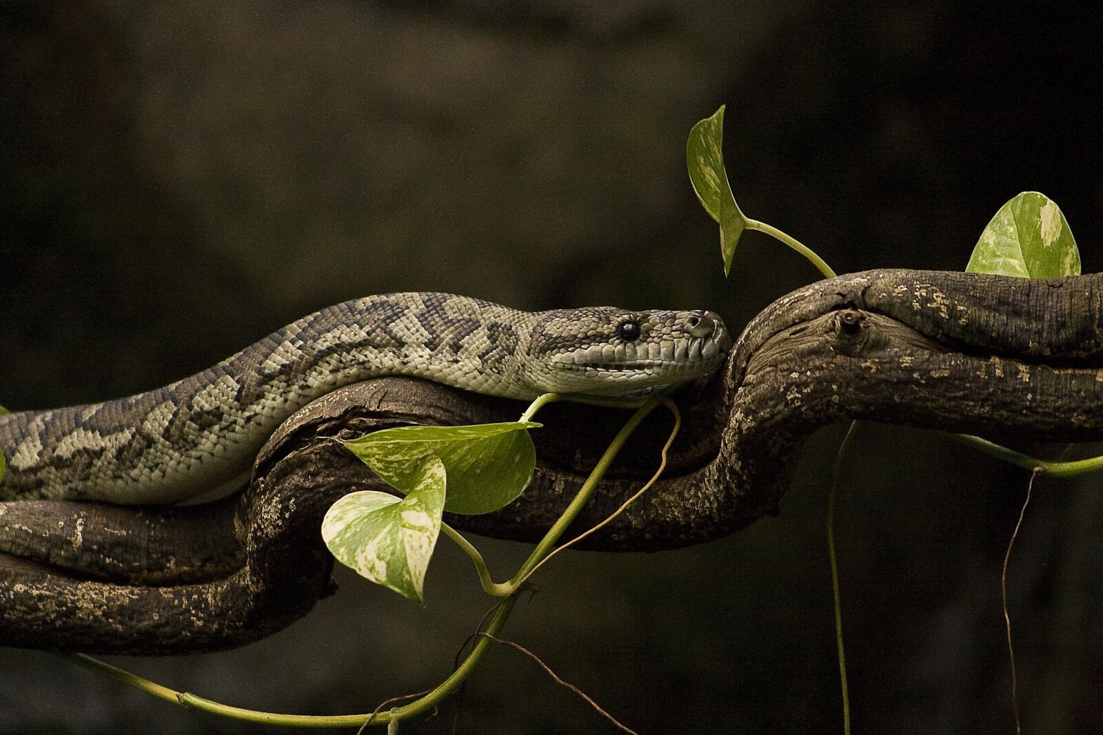 Canon EF 55-200mm f/4.5-5.6 sample photo. Constrictor, python, reptile photography