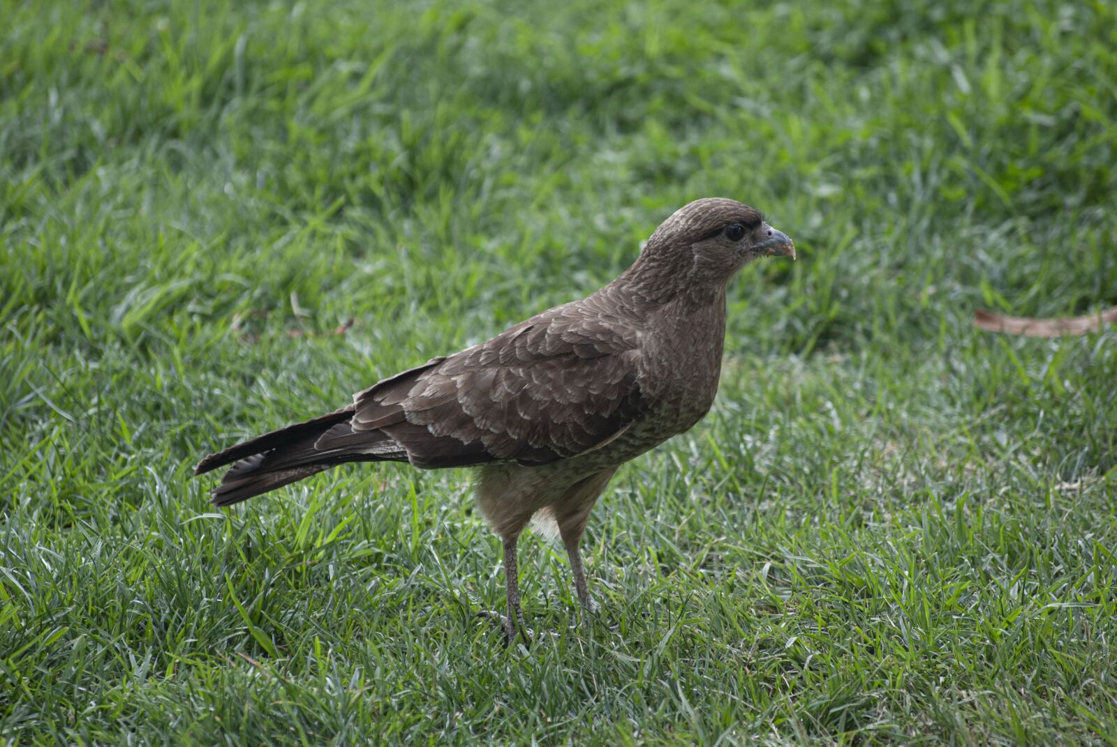 Nikon D60 sample photo. Ave, montagu, birds of photography