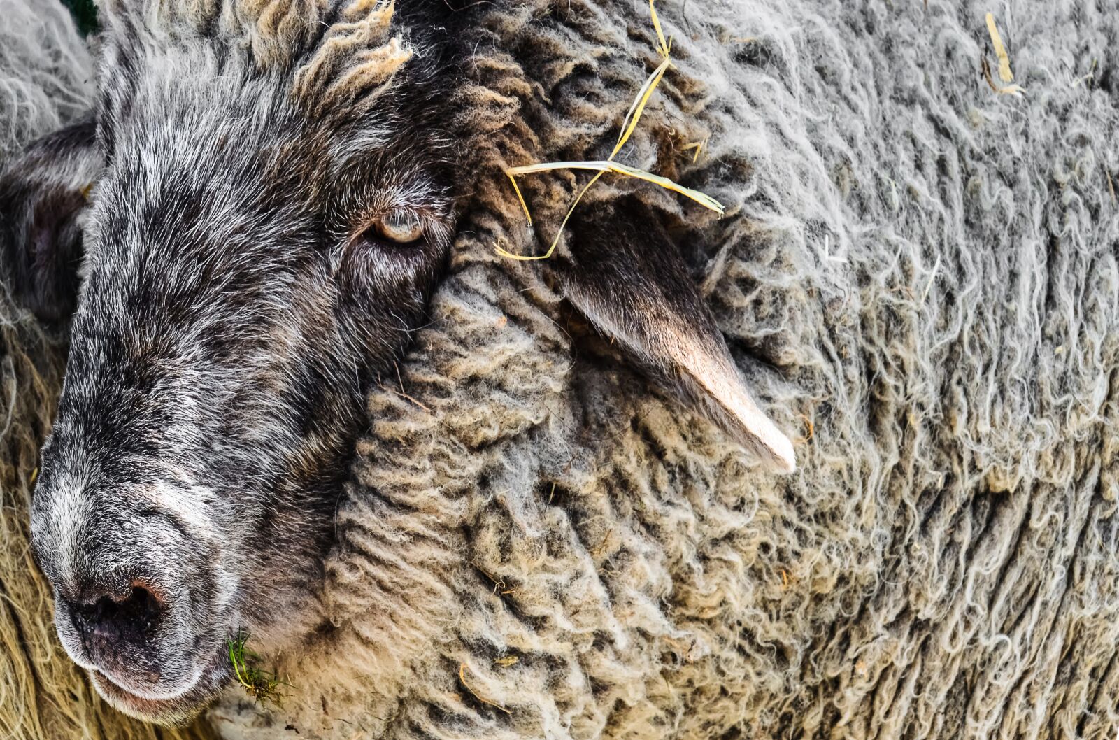 Nikon D3200 sample photo. Sheep, wool, animal photography