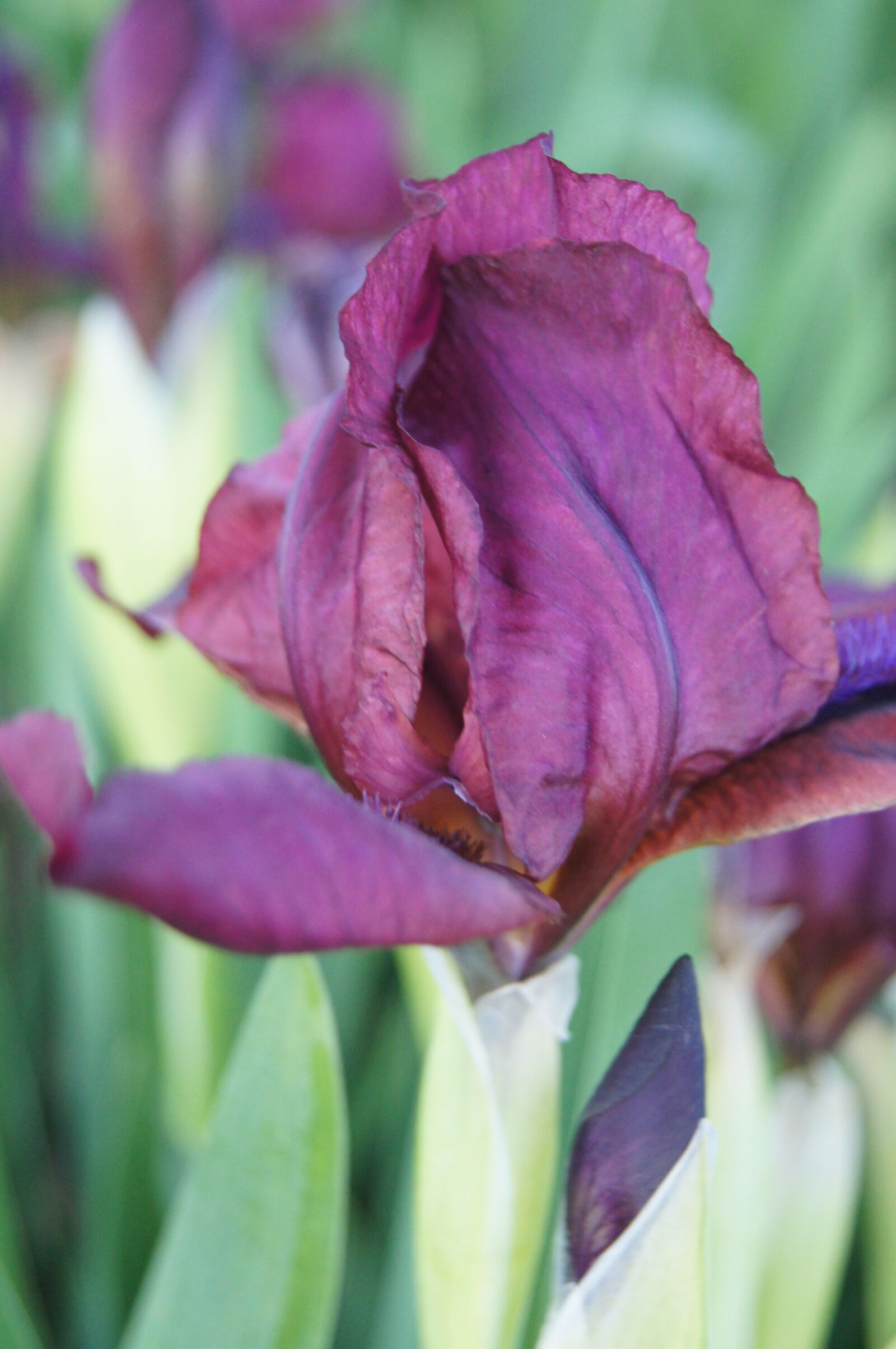 Sony SLT-A35 sample photo. Flower, tulip, bloom photography