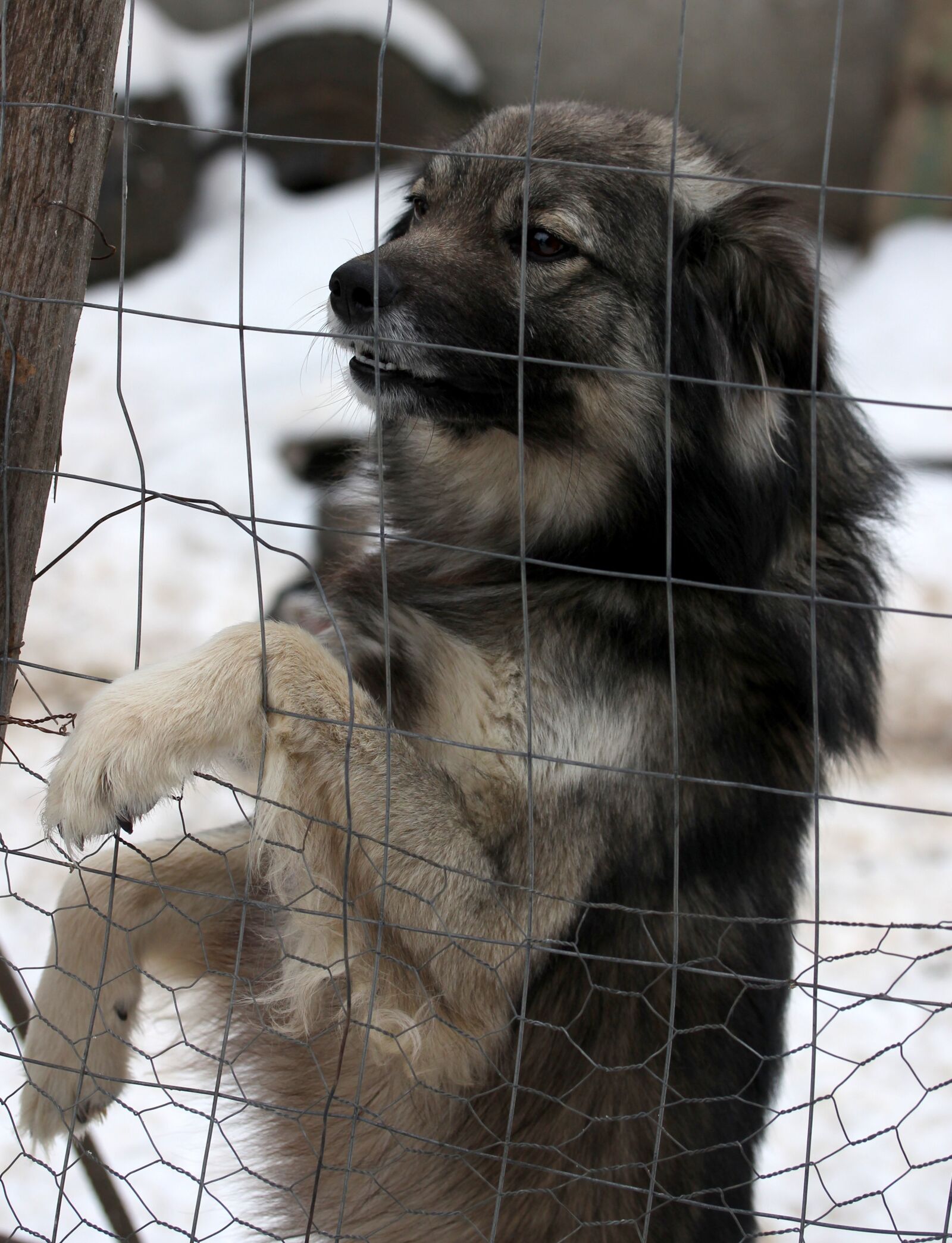 Canon EF-S 60mm F2.8 Macro USM sample photo. Dog, fence, calling photography