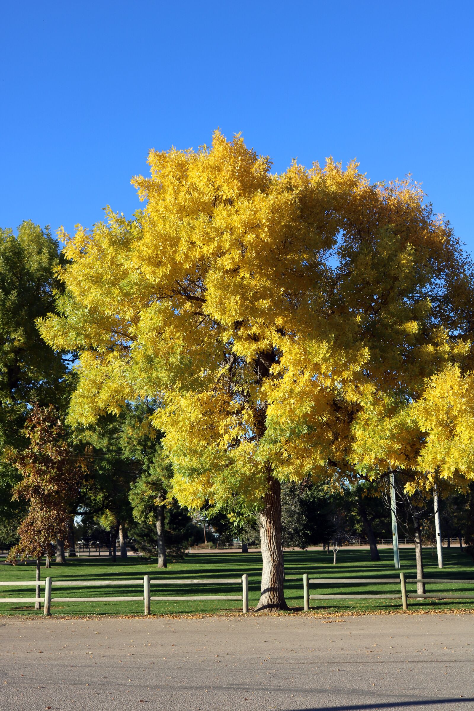 Canon EOS 750D (EOS Rebel T6i / EOS Kiss X8i) sample photo. Yellow leaves, yellow leaf photography