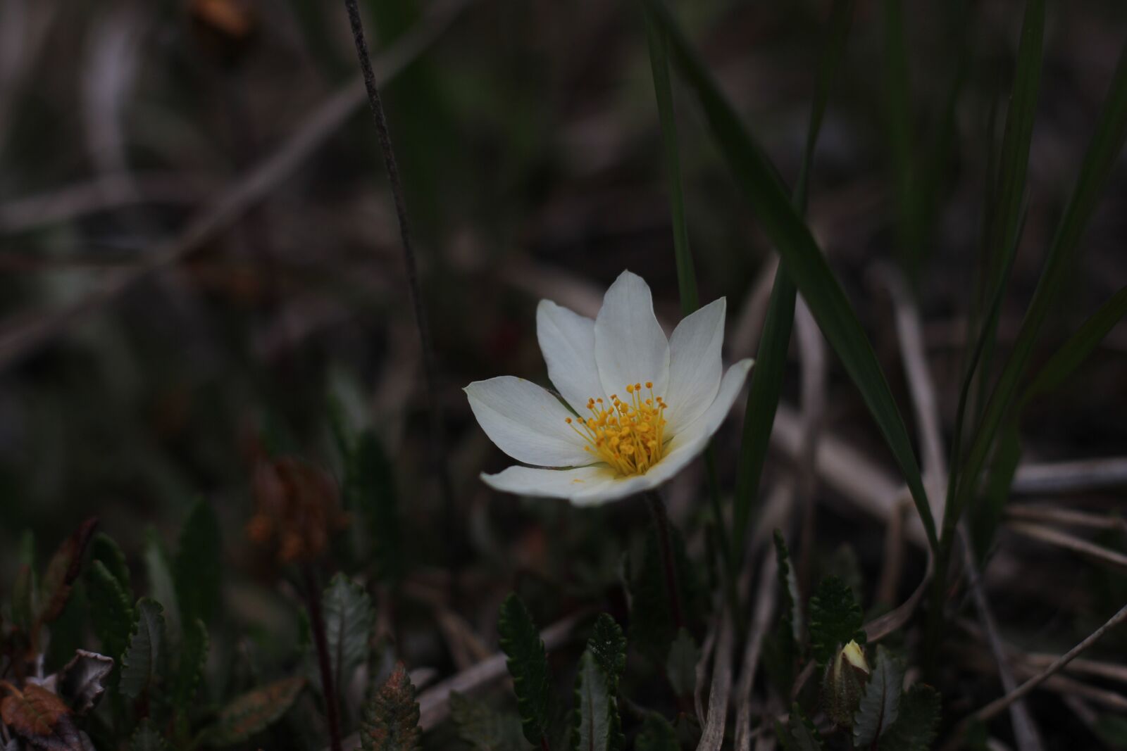 Canon EOS 600D (Rebel EOS T3i / EOS Kiss X5) + Canon EF 50mm F1.8 STM sample photo. Anemone, blossom, bloom photography