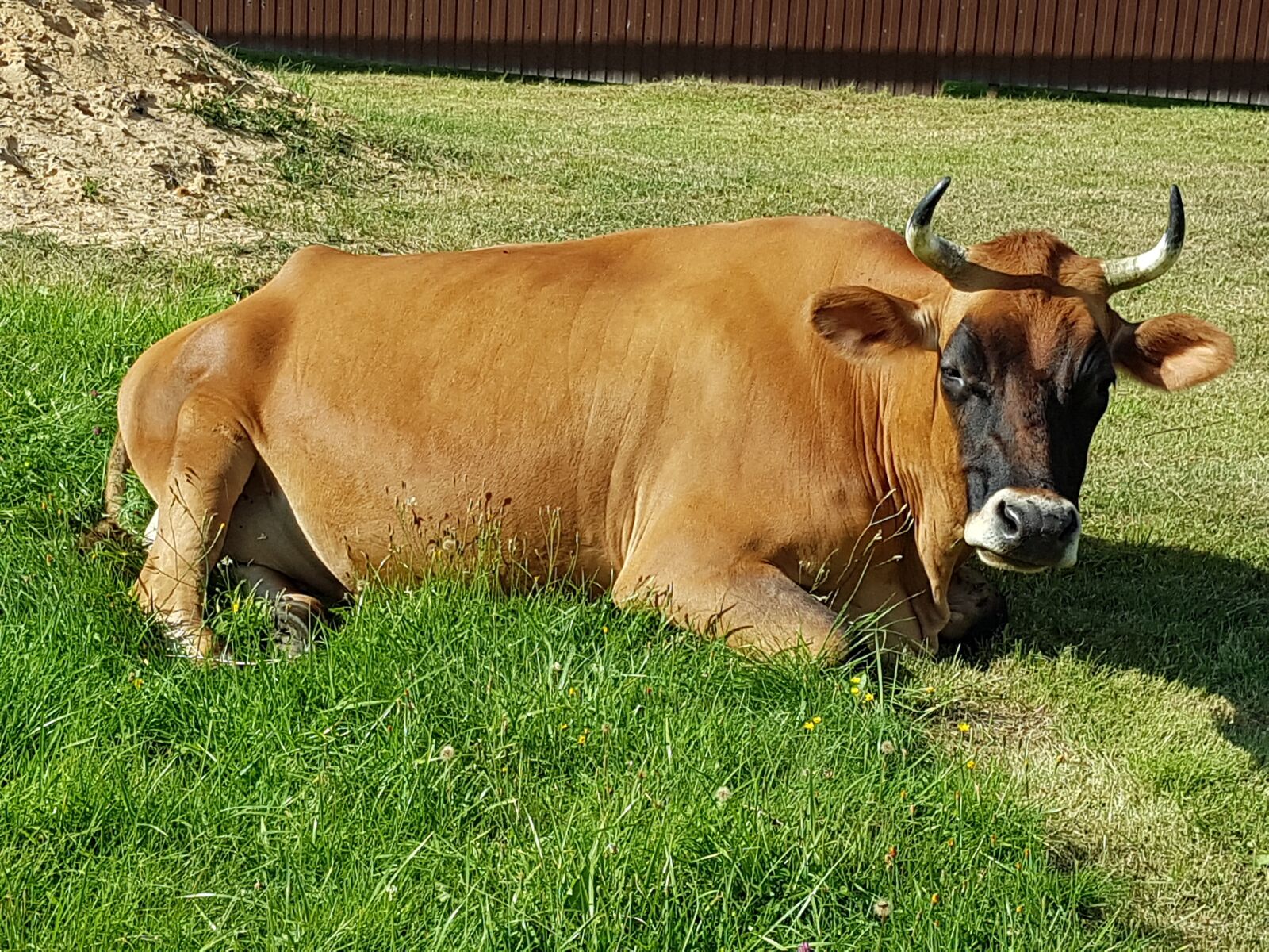 Samsung Galaxy S7 sample photo. Bull, cow, animals photography