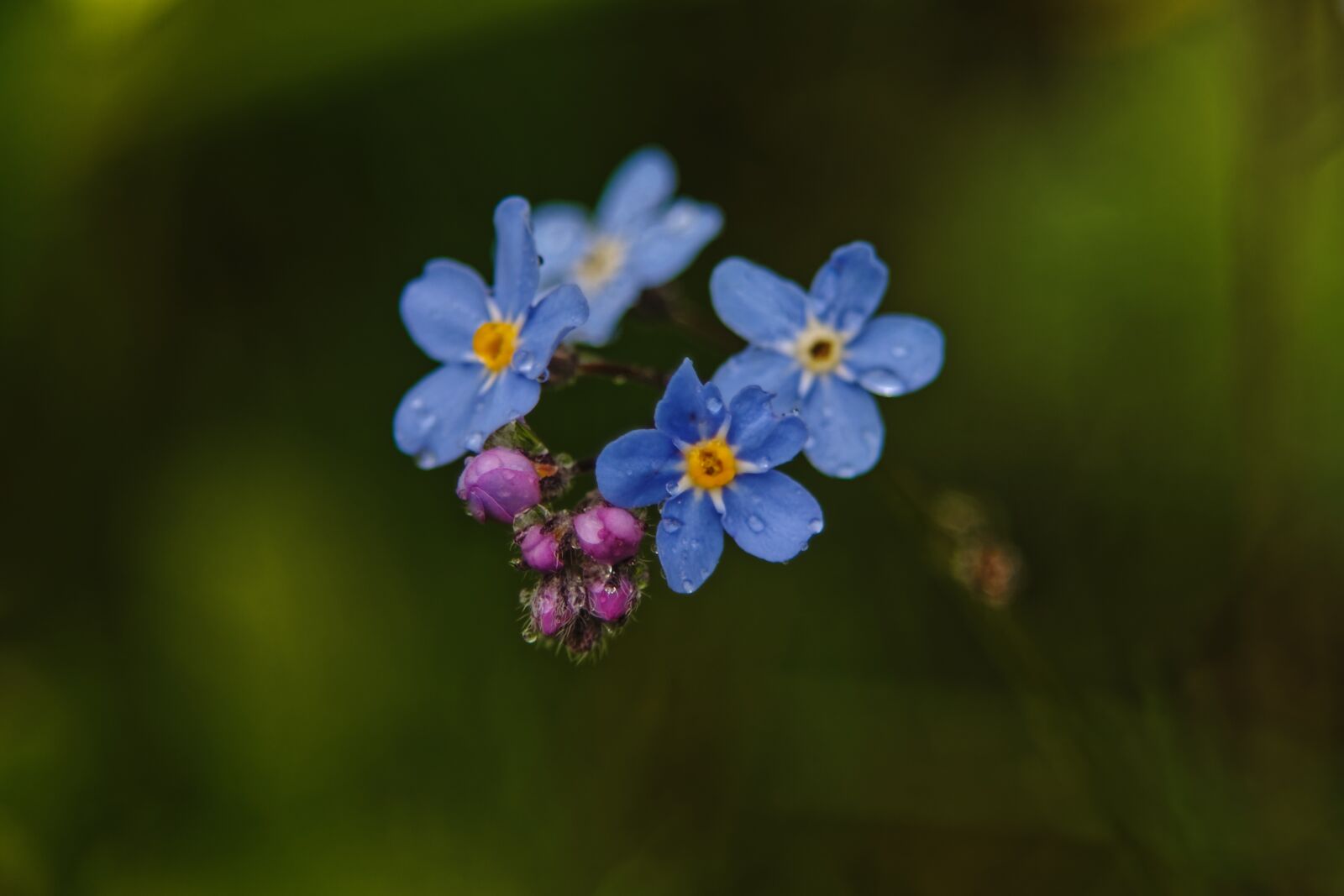 Canon EOS 500D (EOS Rebel T1i / EOS Kiss X3) sample photo. Morning, summer, forget-me-not photography