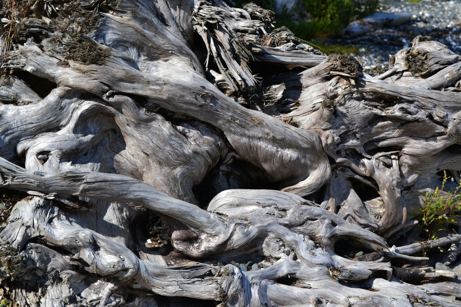 Nikon D3100 sample photo. Beach, driftwood, knotty photography