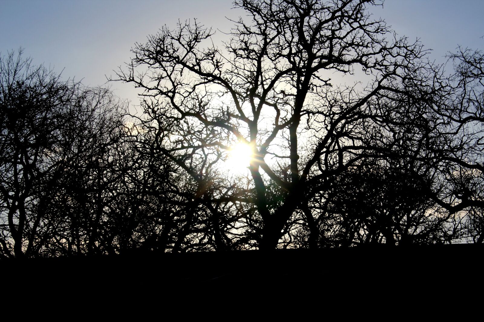 Canon EOS 1200D (EOS Rebel T5 / EOS Kiss X70 / EOS Hi) sample photo. Sun, tree, nature photography