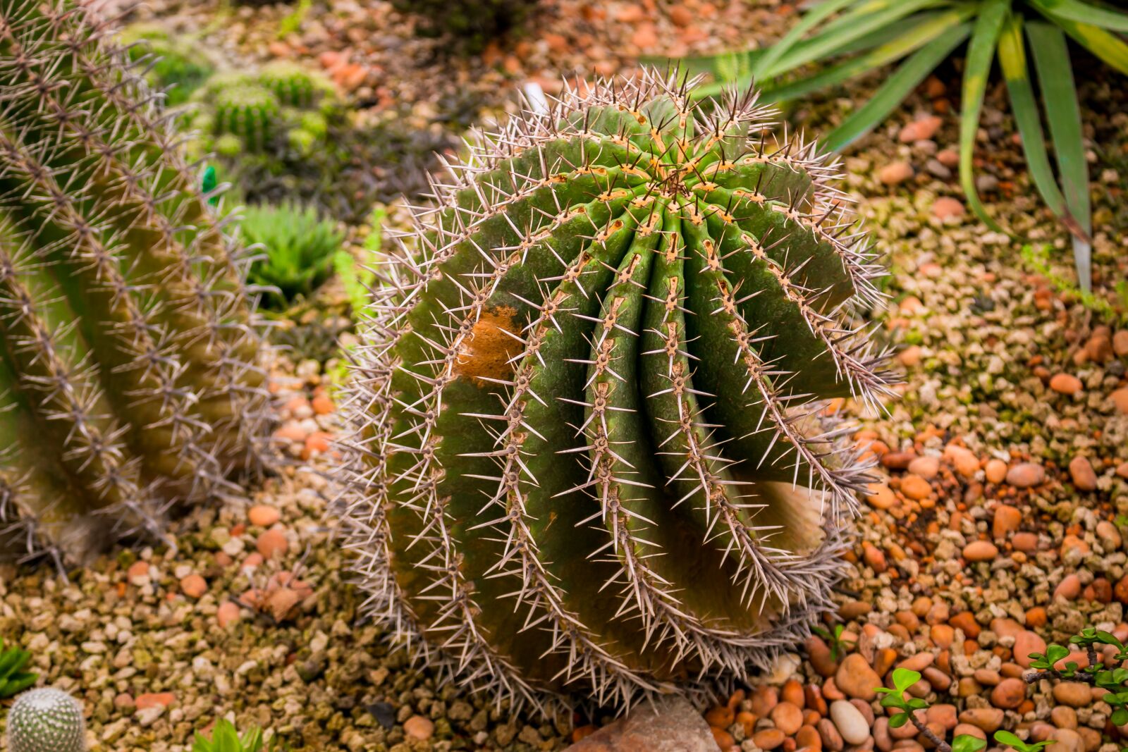 Canon EOS 70D sample photo. Cactus, plants, green photography