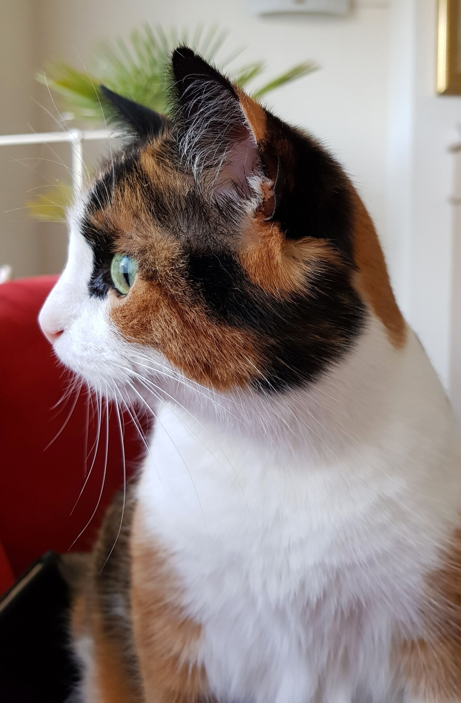 Samsung Galaxy S8+ sample photo. Cat, alert, pet photography