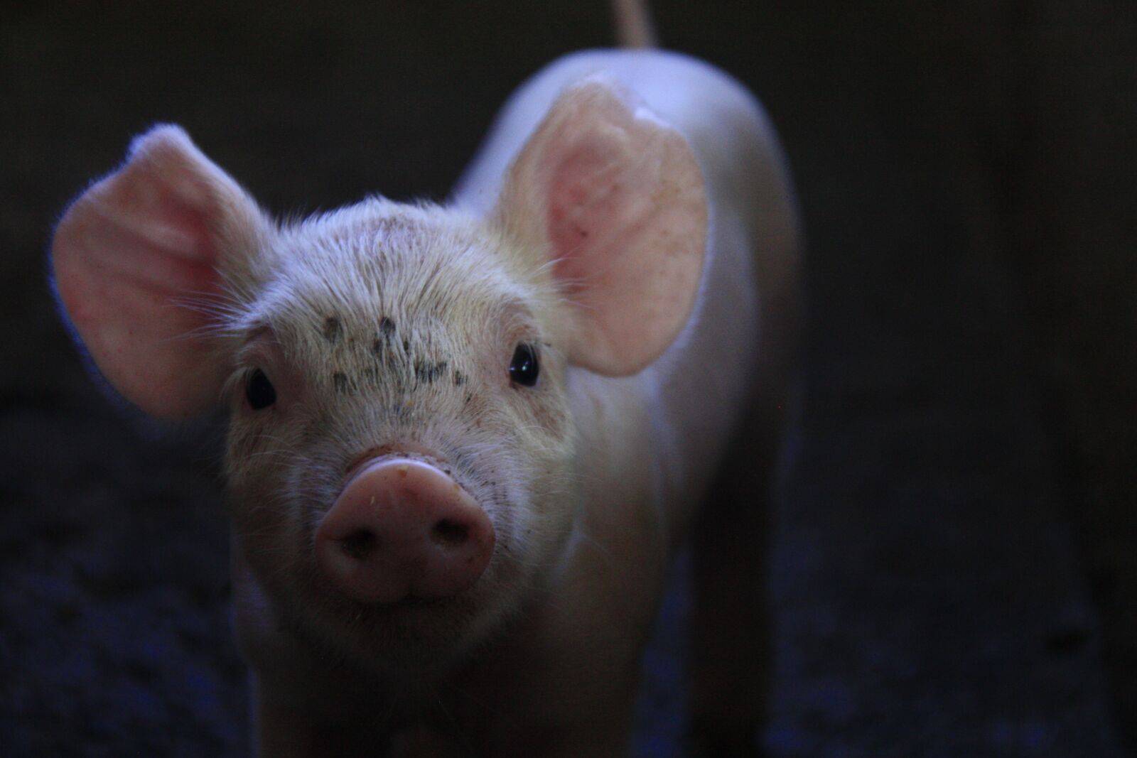Canon EOS 450D (EOS Rebel XSi / EOS Kiss X2) sample photo. Pork, breeding, little piggy photography
