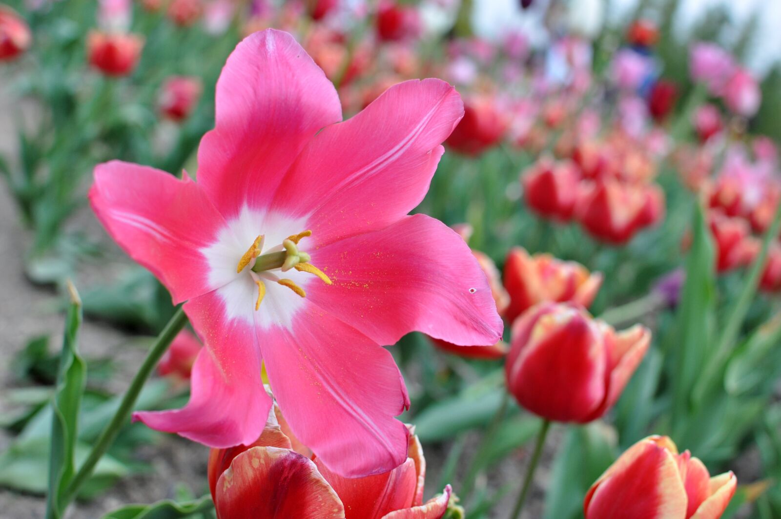 Nikon D90 sample photo. Flower, nature, garden photography
