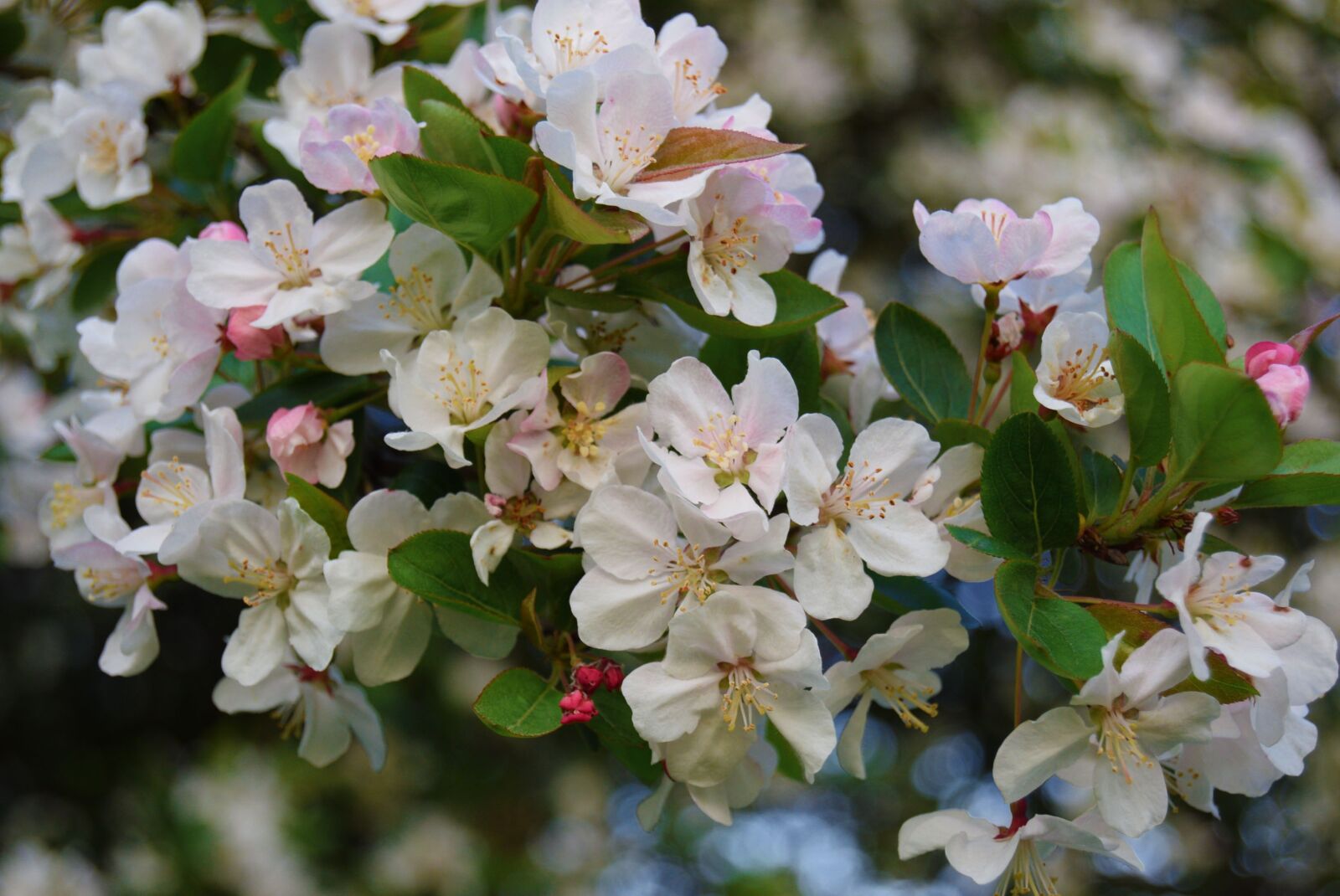 Nikon D3300 sample photo. Flowers, white, apple blossom photography