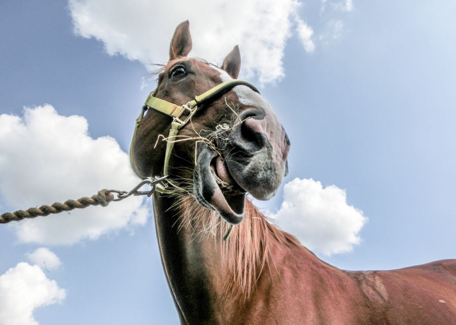CASIO EX-ZR1000 sample photo. Horse, equine, ginger photography