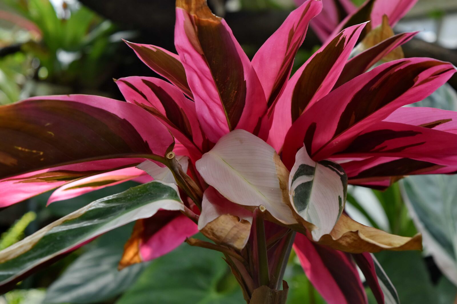 Nikon D5500 sample photo. Petals, pink, rain forest photography