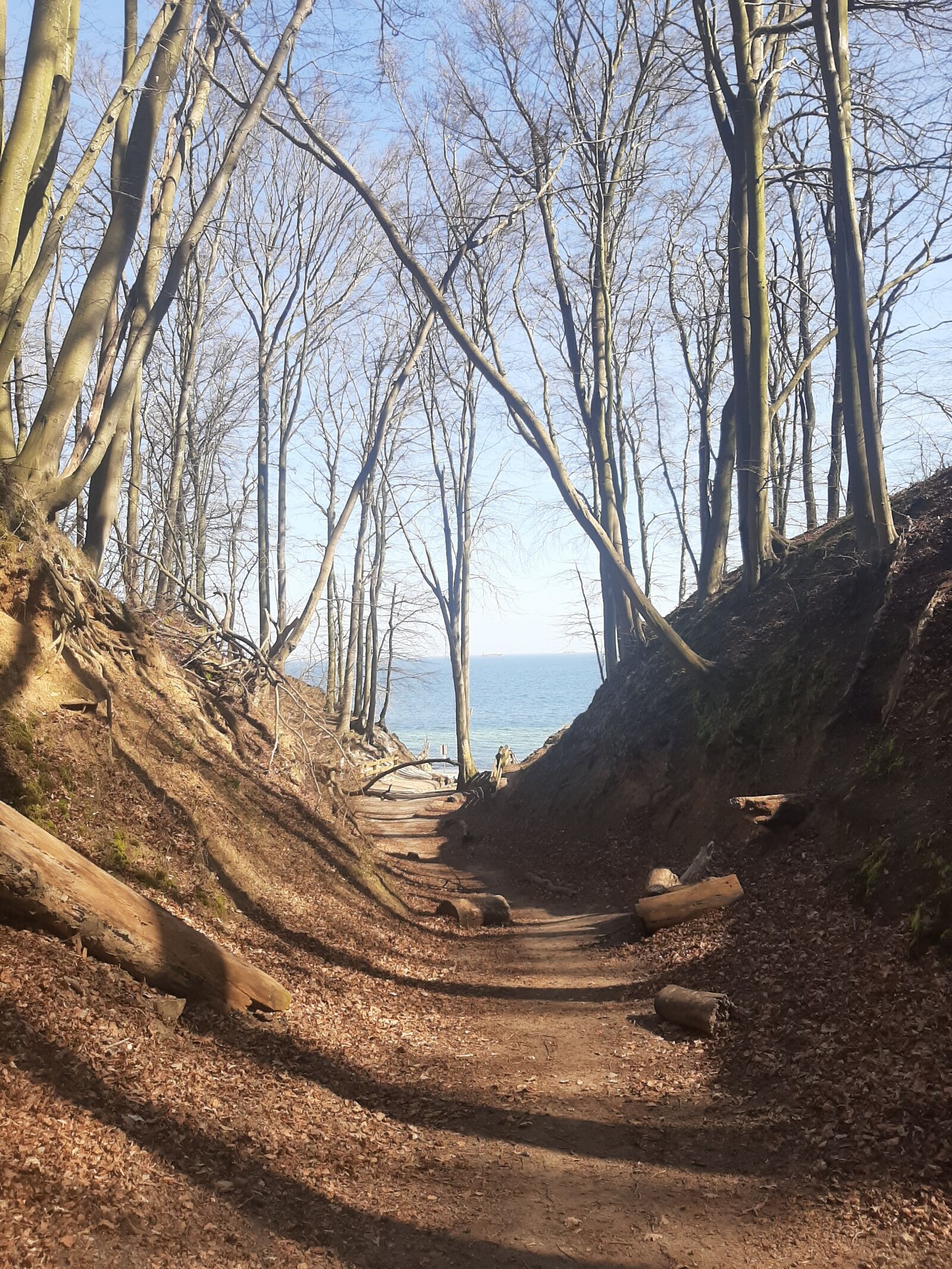 Samsung Galaxy A50 sample photo. Gorge, forest, tree photography