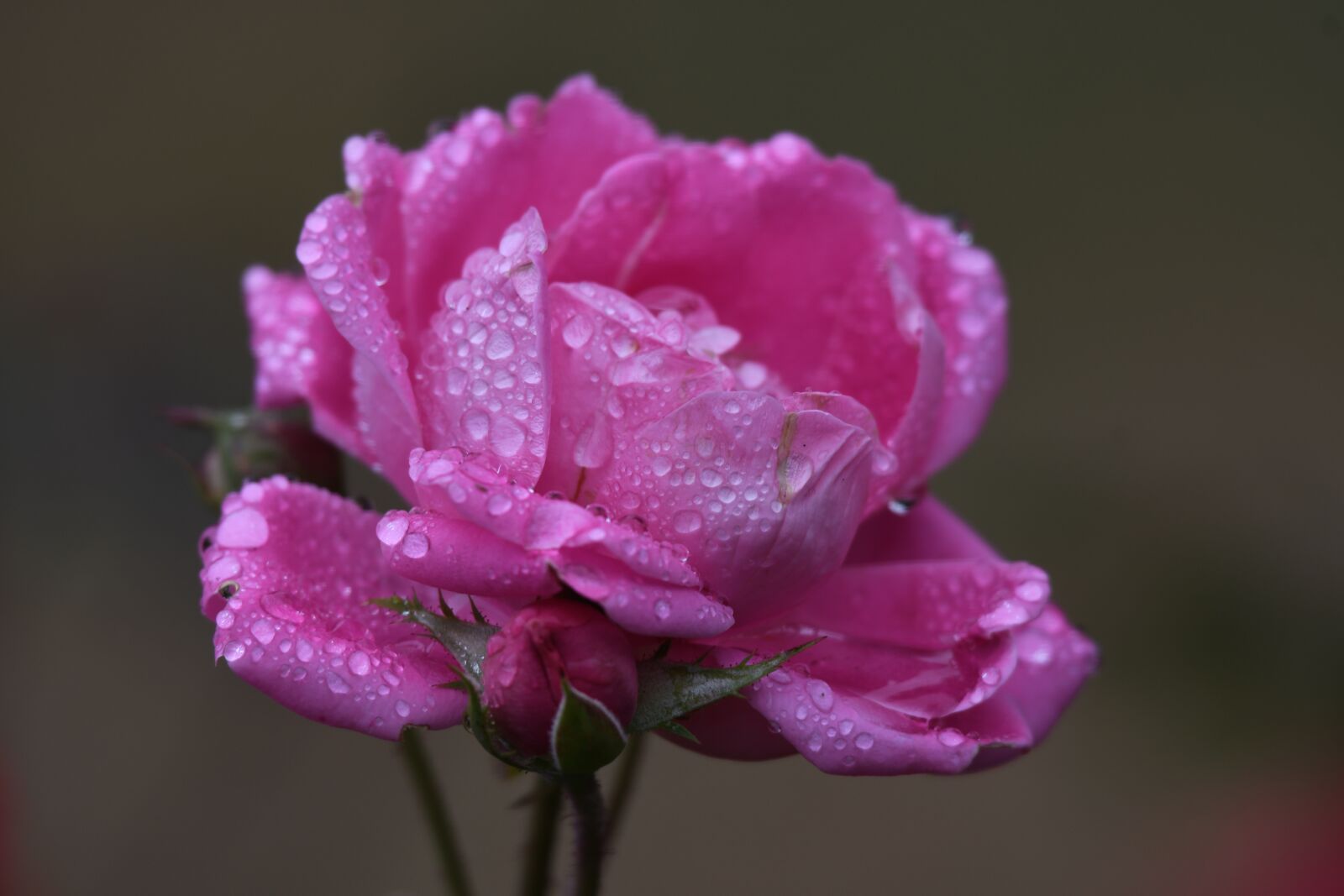 Nikon D500 sample photo. Rose, morning, dew photography