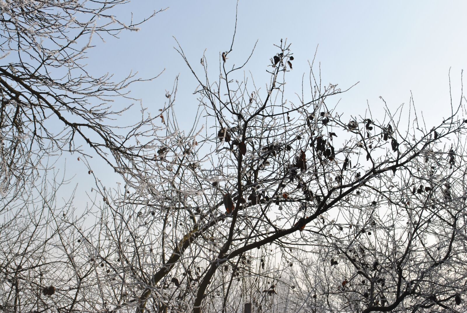 Nikon D3000 sample photo. Winter, frost, wood photography