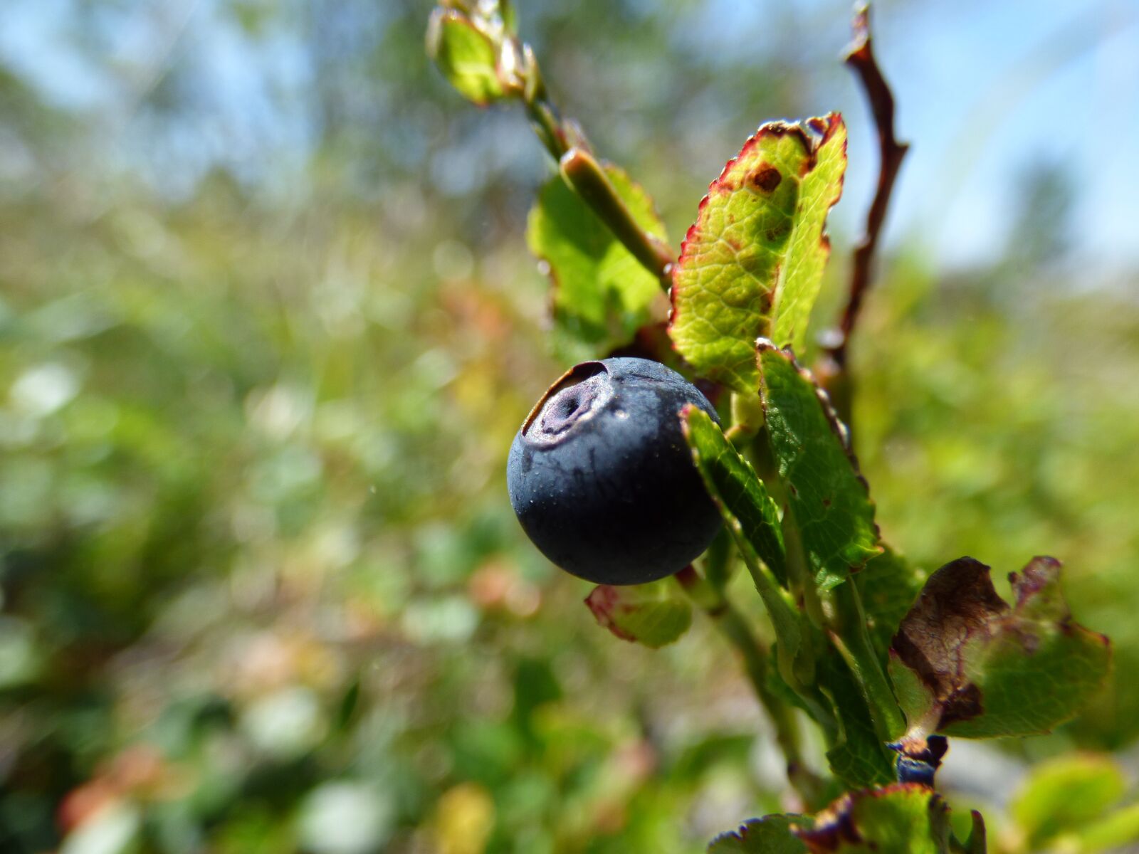 Panasonic DMC-FZ72 sample photo. Blueberries, greenery, mountain photography