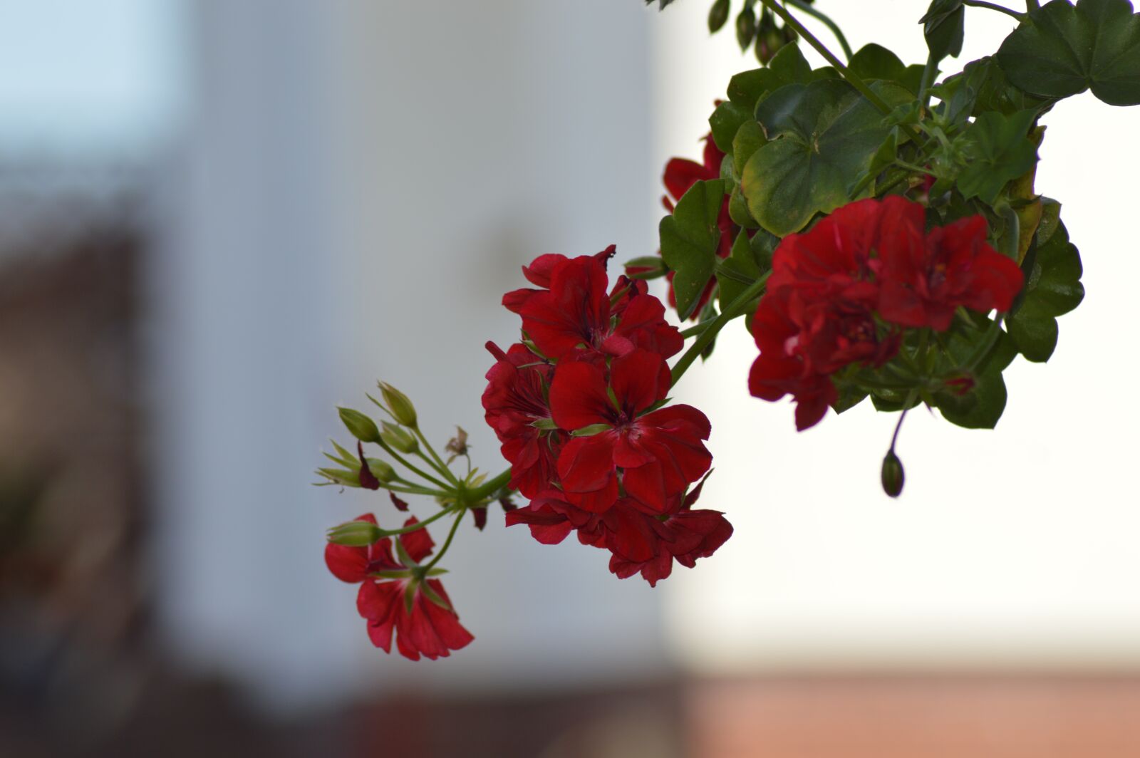 Nikon D3200 sample photo. Flower, macro, plant photography