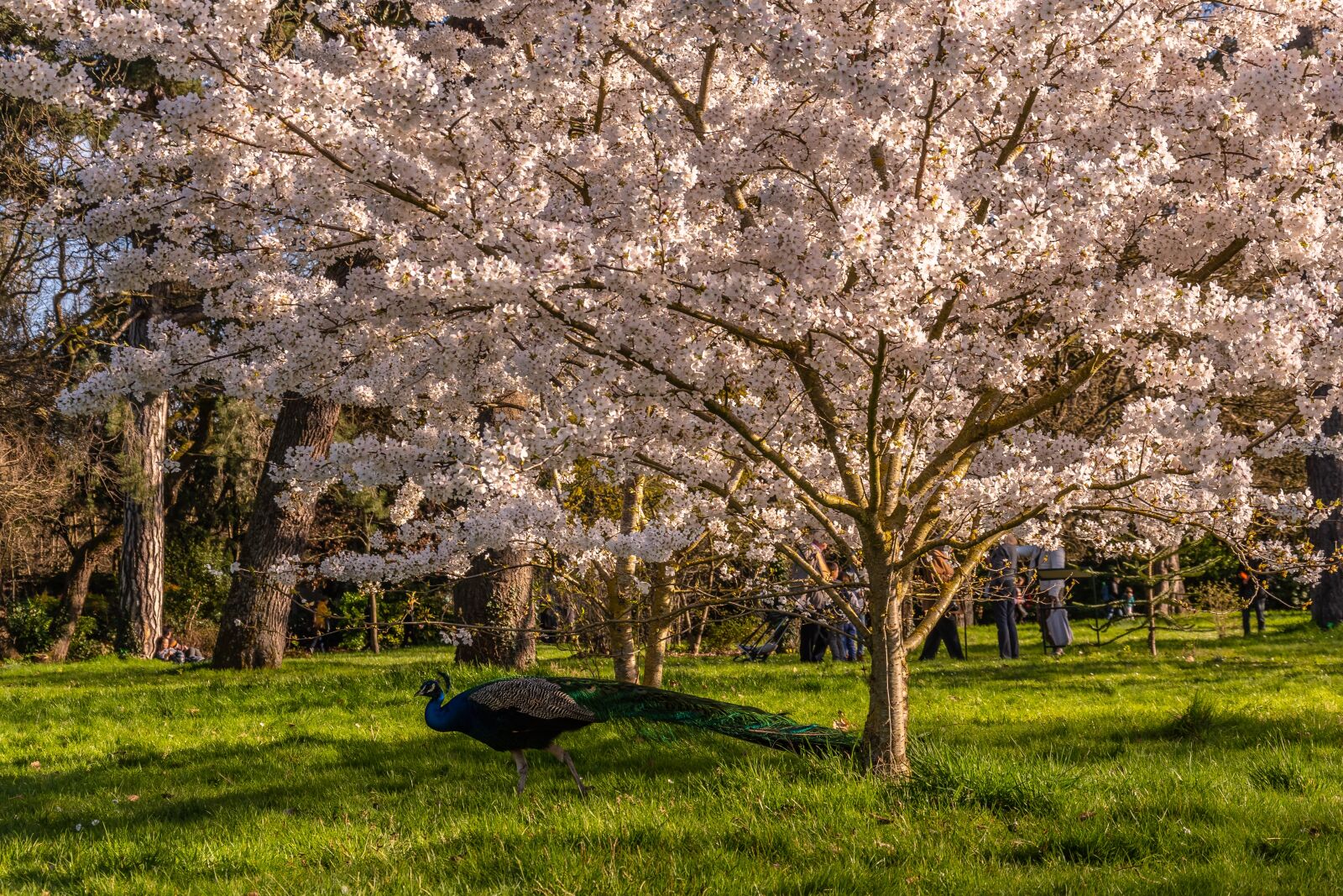 Nikon D500 sample photo. Peacock, cherry blossom, nature photography