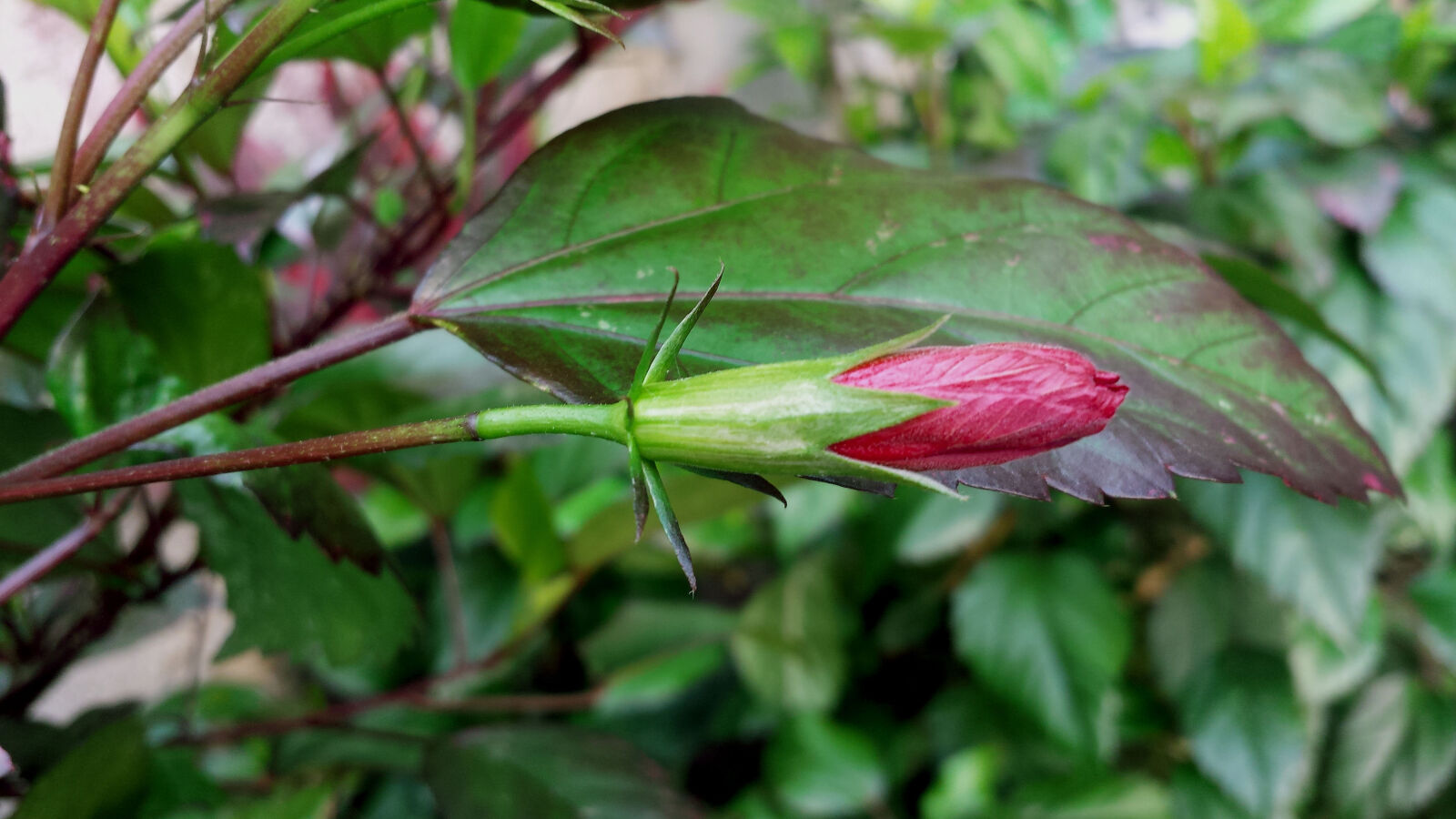 Samsung Galaxy S4 sample photo