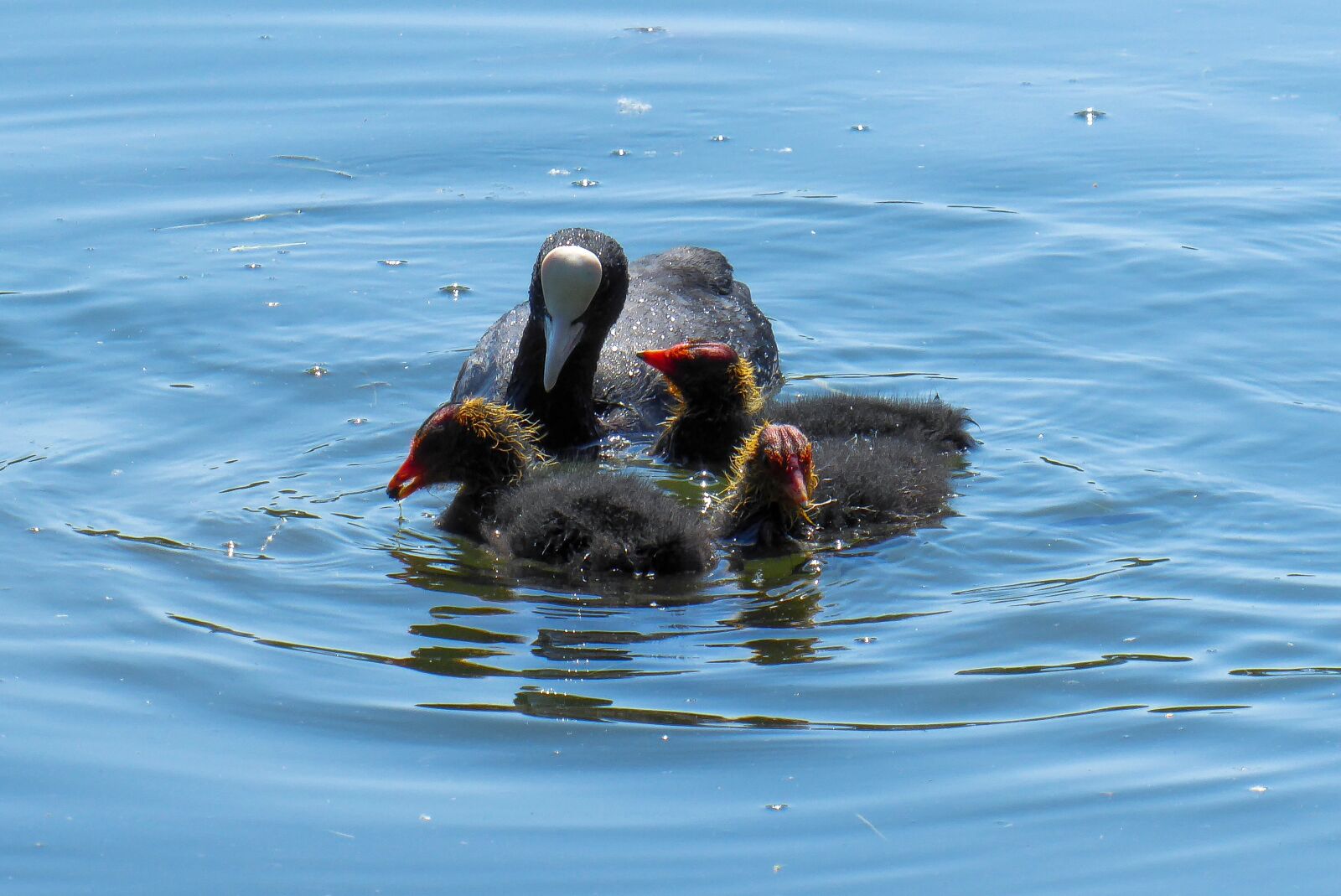 Panasonic DMC-TZ71 sample photo. Nature, bird, water bird photography