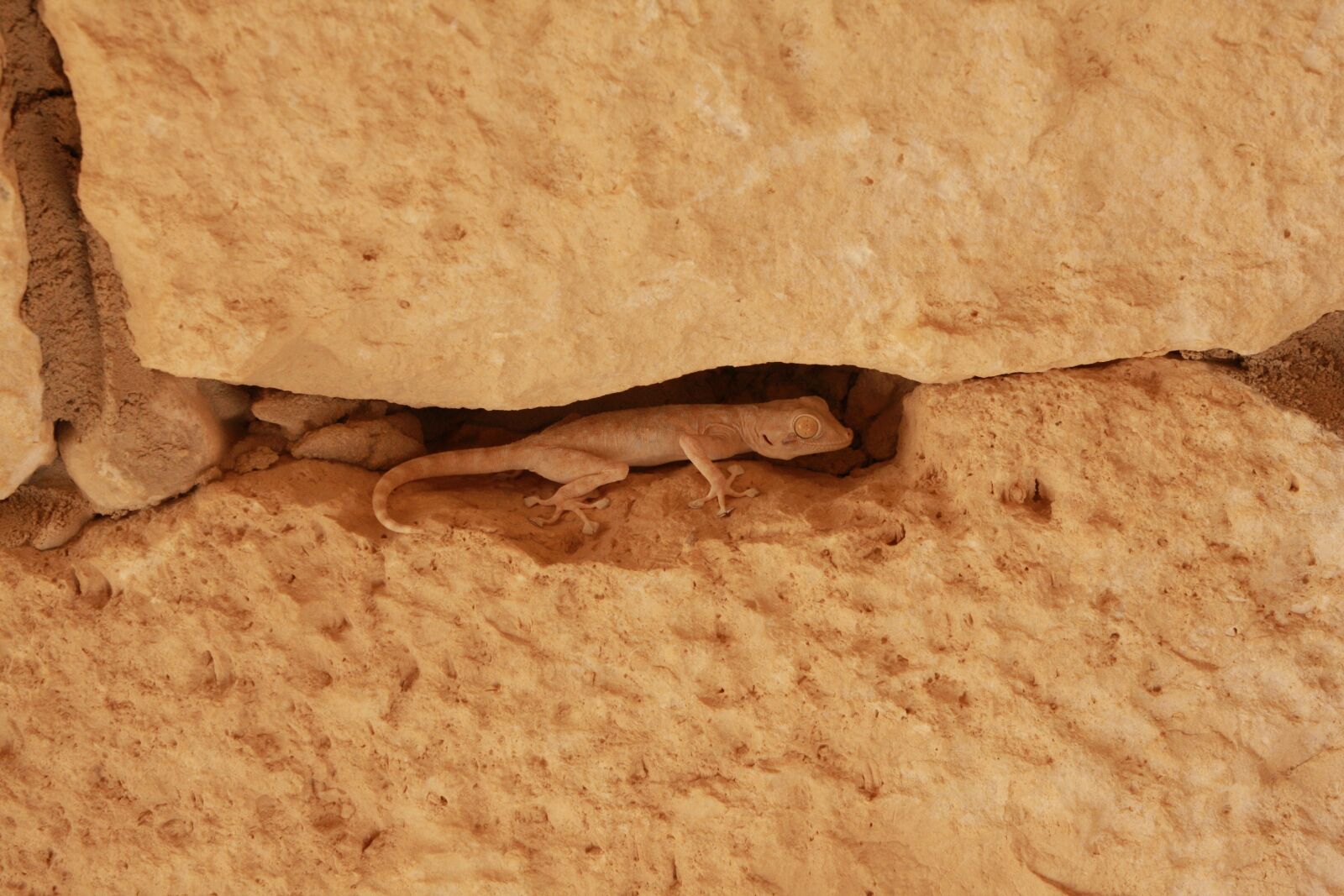 Canon EOS 40D sample photo. Lizard, avdat, israel photography