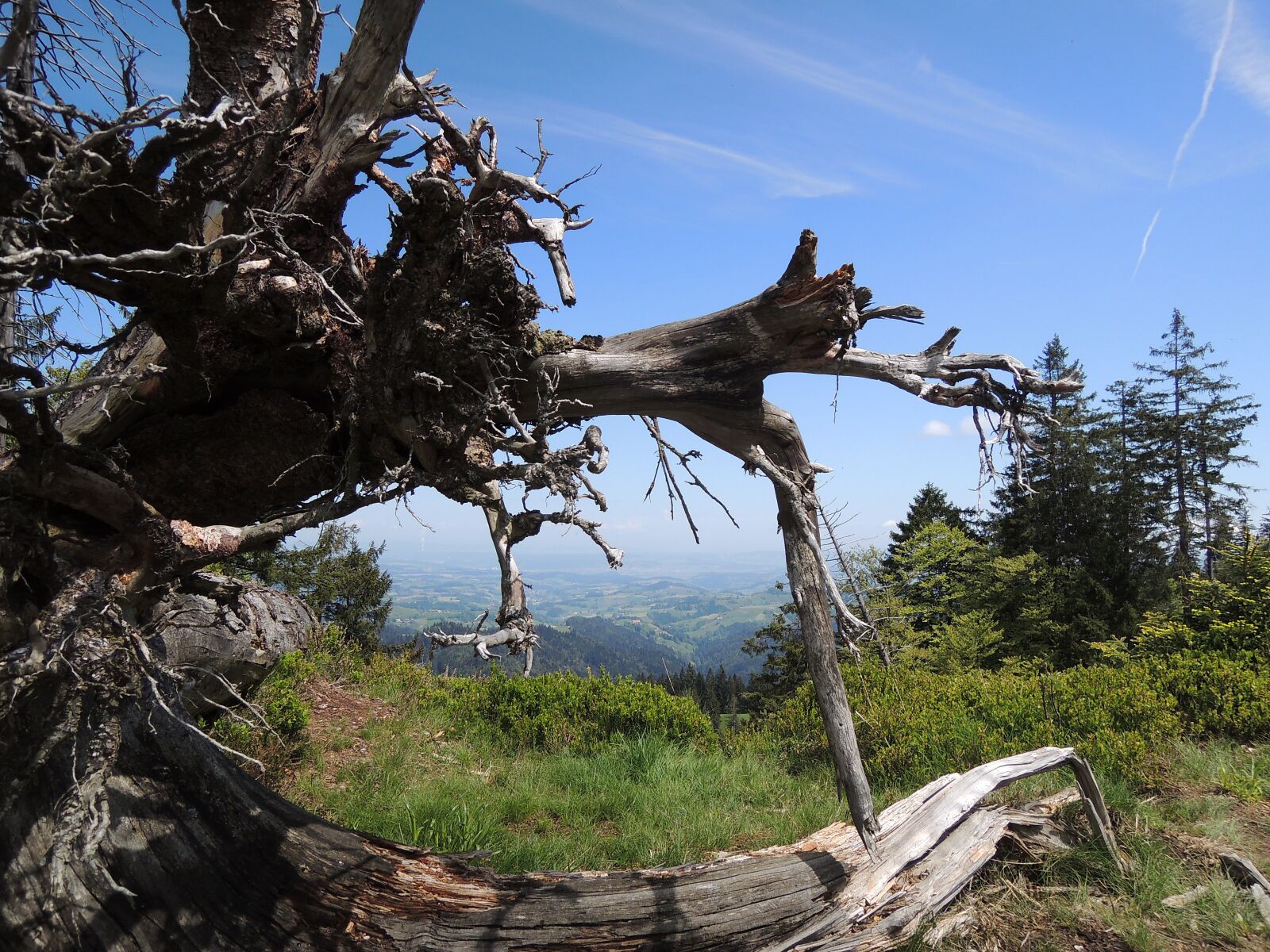 Nikon Coolpix P310 sample photo. Tree trunk, sky, root photography