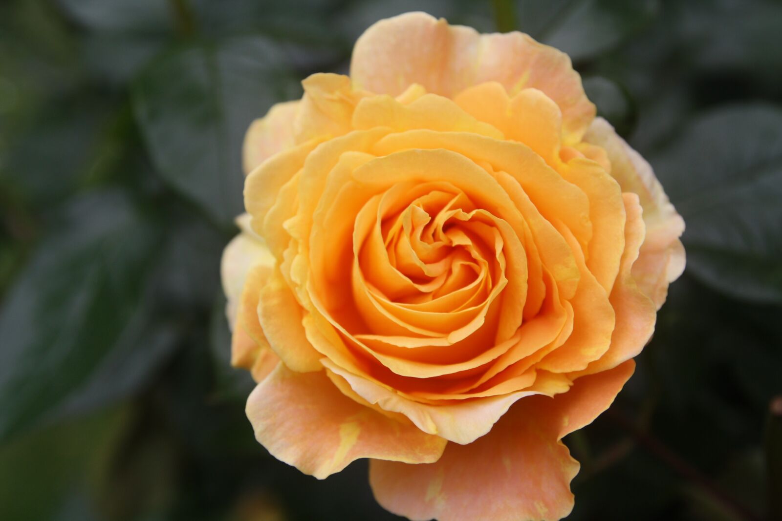 Canon EOS 1000D (EOS Digital Rebel XS / EOS Kiss F) sample photo. Rose, blossom, bloom photography