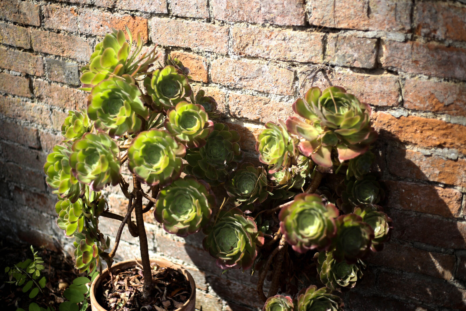 Canon EOS 6D + Canon EF 50mm F1.8 STM sample photo. Green, plants photography