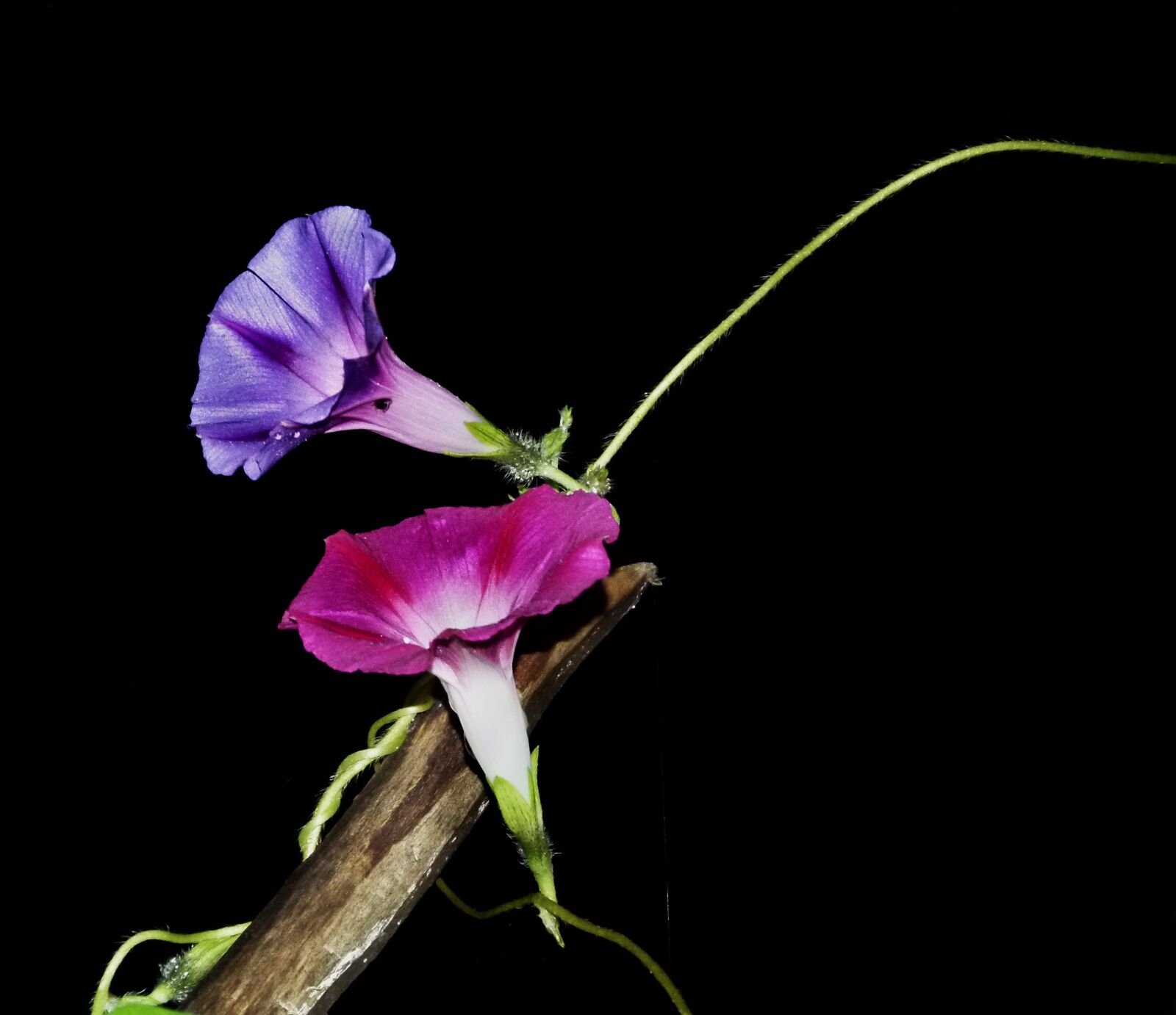 Panasonic Lumix DMC-FZ100 sample photo. Morning glory, morning, glory photography