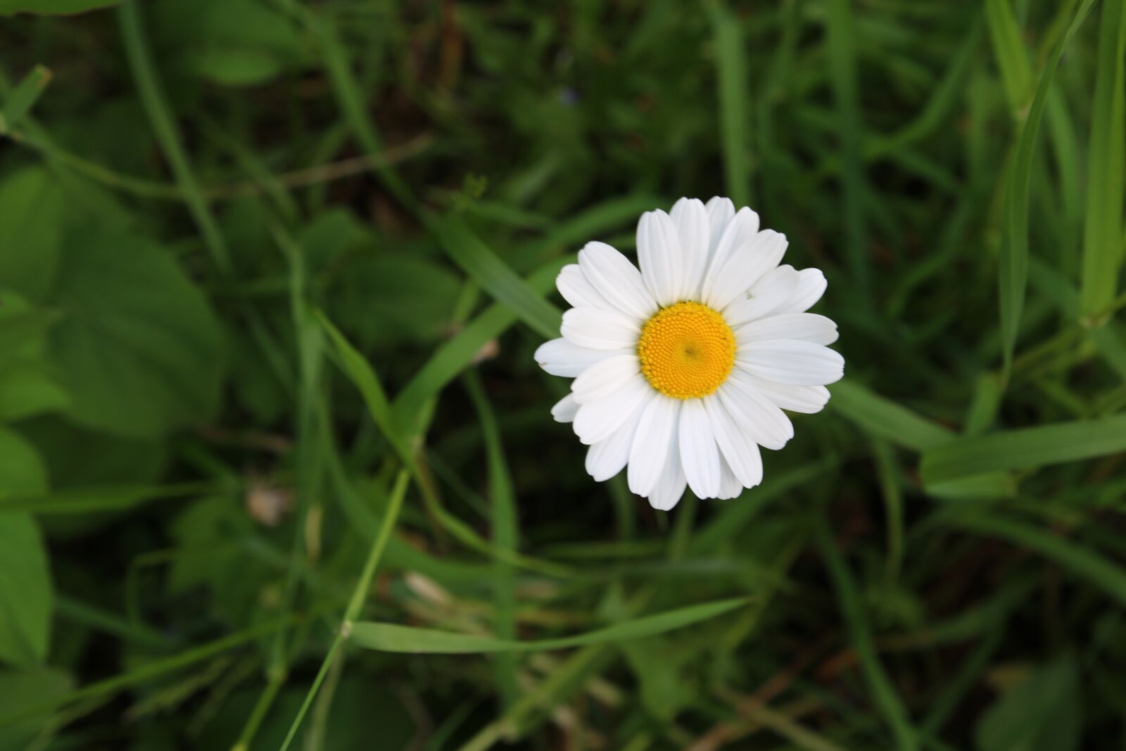 Tamron SP AF 17-50mm F2.8 XR Di II LD Aspherical (IF) sample photo. Camomile, chamomile, plant photography
