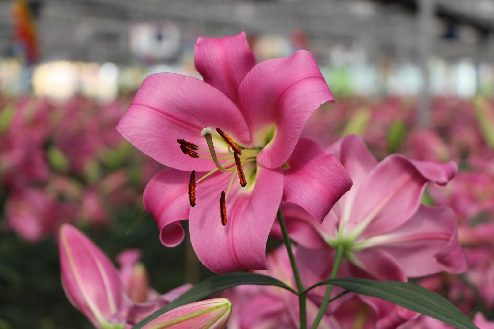 Canon EOS 650D (EOS Rebel T4i / EOS Kiss X6i) sample photo. Beautiful, brilliant, flowers photography