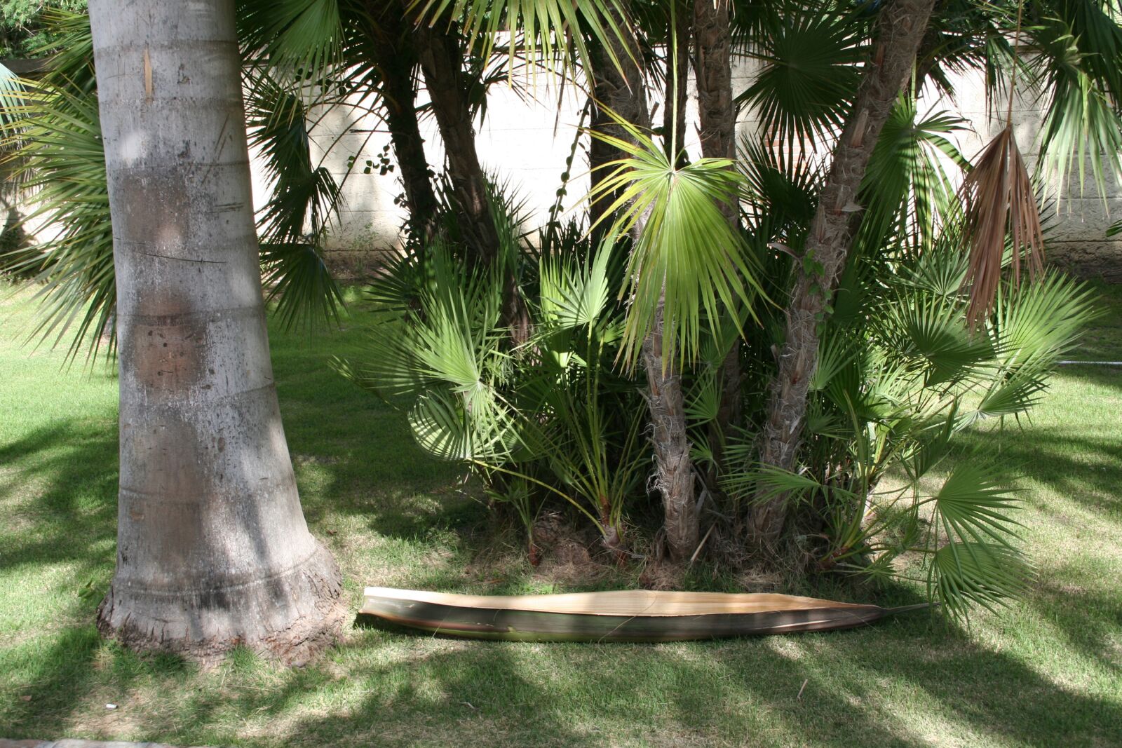 Canon EOS 350D (EOS Digital Rebel XT / EOS Kiss Digital N) sample photo. Palm trees, caribbean, nature photography