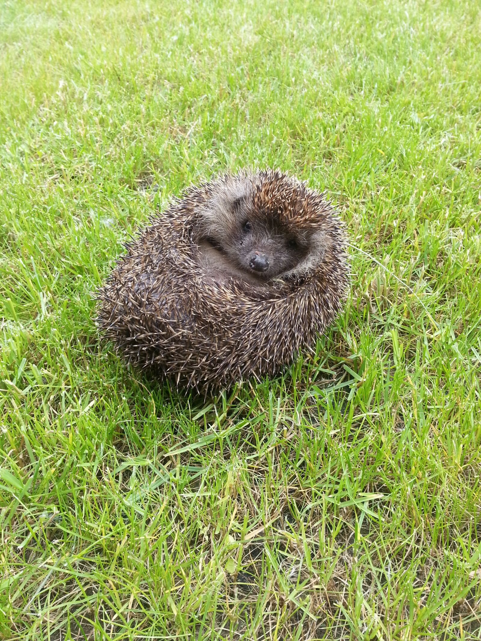 Samsung Galaxy S3 sample photo. Third showing a hedgehog photography
