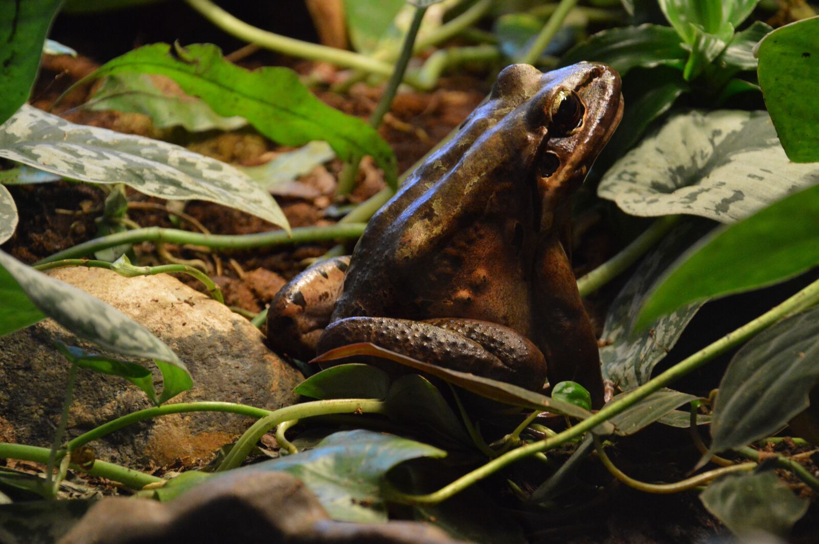 Nikon D3200 sample photo. Frog, nature, amphibious photography